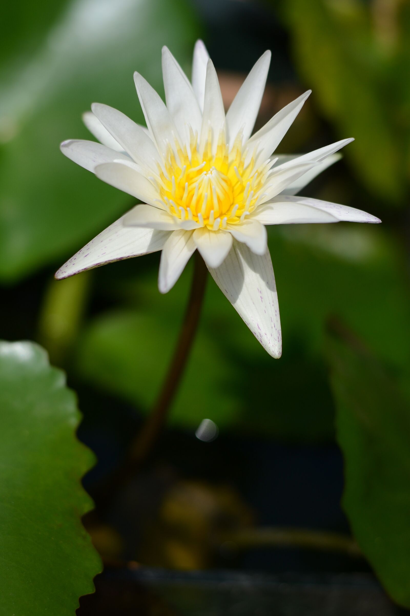 Nikon D3100 sample photo. Flora, nature, flower photography