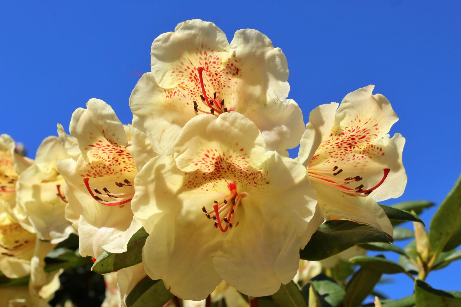 Canon EOS 1300D (EOS Rebel T6 / EOS Kiss X80) sample photo. Rhododendron, yellow, flower photography