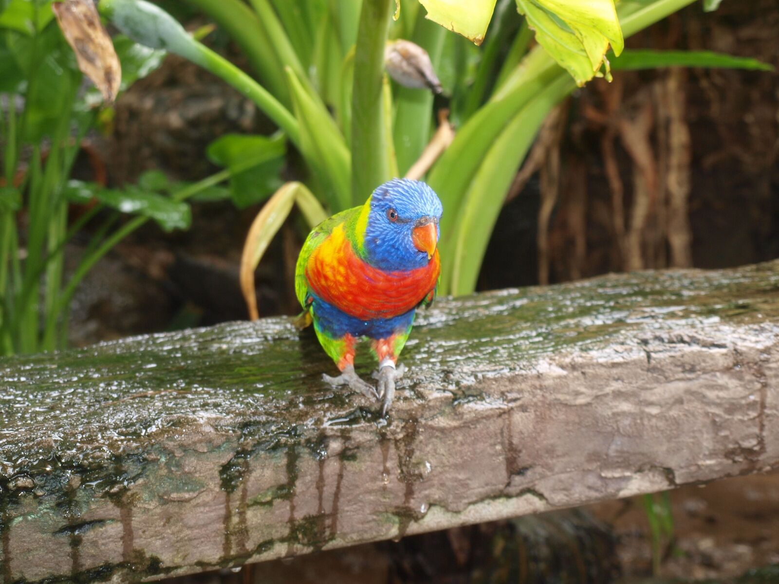 Olympus E-520 (EVOLT E-520) sample photo. Parrot, bird, nature photography