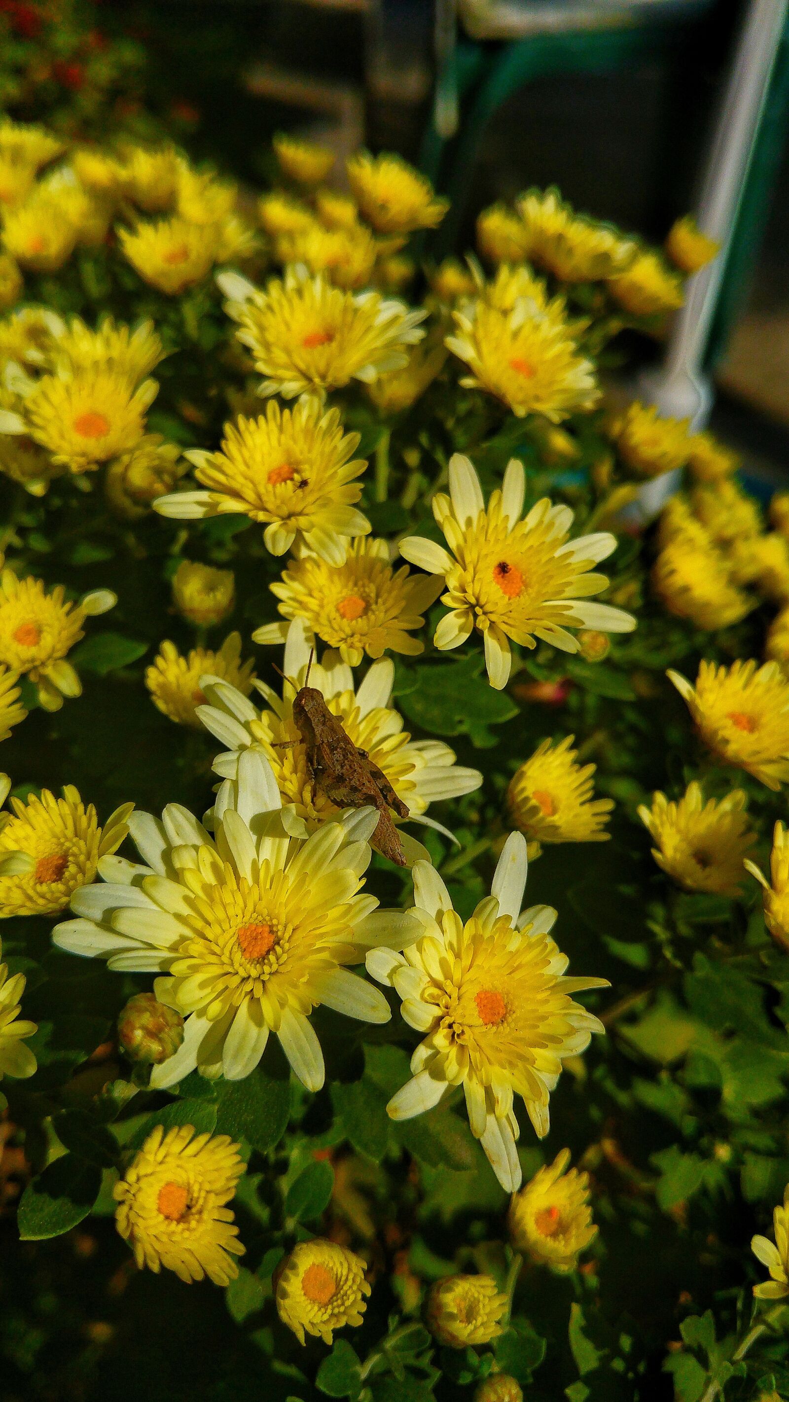 LG G4 sample photo. Chrysanthemum, insect, crasshopper photography