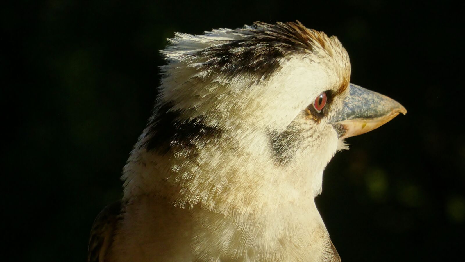 Sony Cyber-shot DSC-HX50V sample photo. Australia, kookaburra, wildlife photography