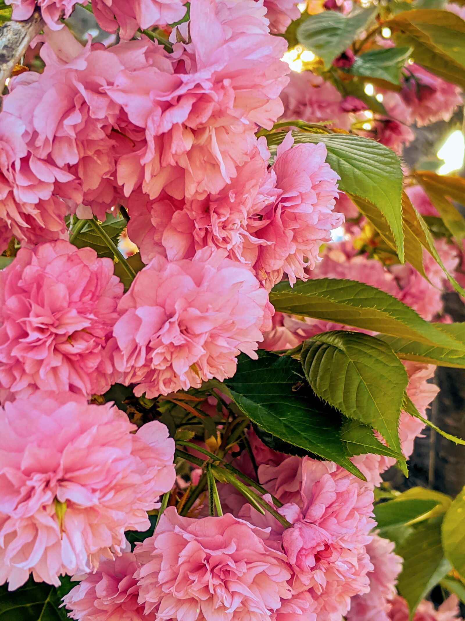 Google Pixel 3 XL sample photo. Cherry blossoms, cherry blossom photography