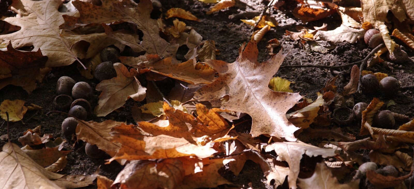 Pentax K-3 sample photo. Autumn, leaf, nature photography