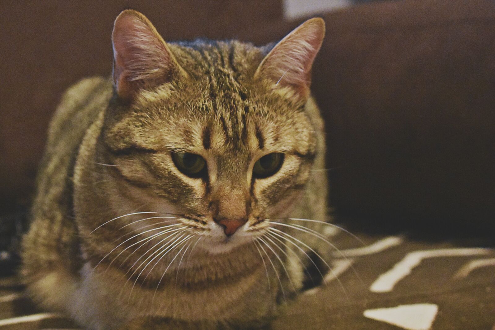 Nikon D3400 sample photo. Cat, white, angora photography