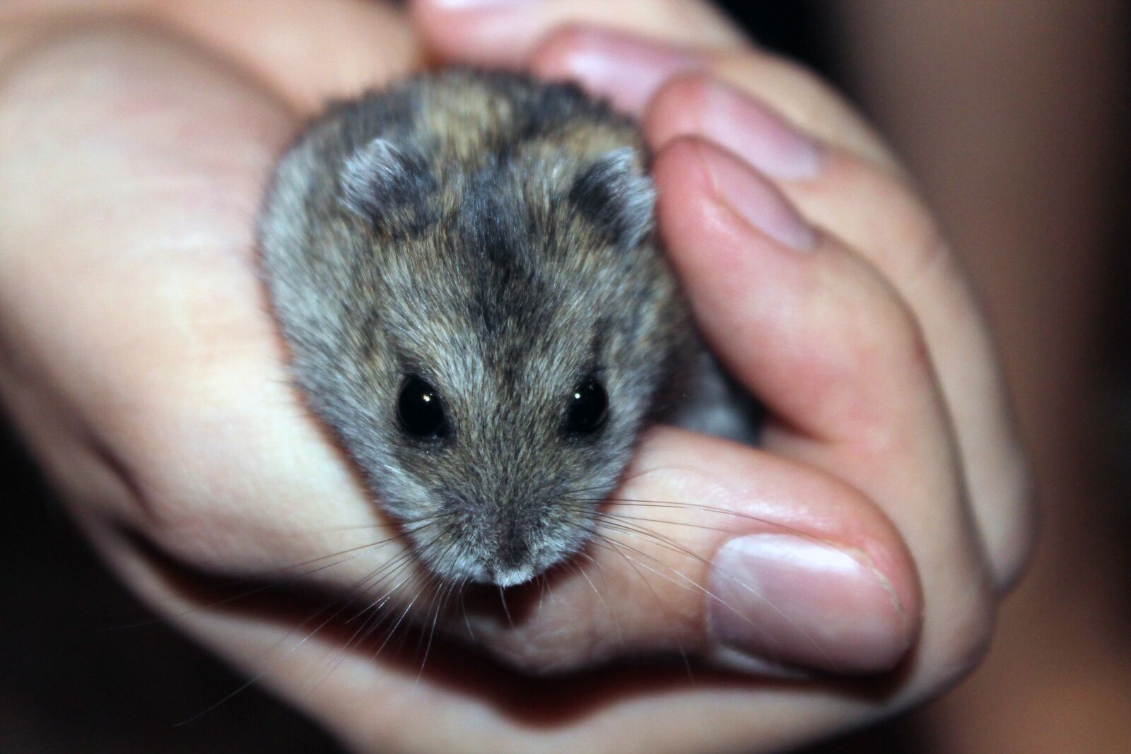 Canon EOS 1100D (EOS Rebel T3 / EOS Kiss X50) sample photo. Hamster, rodent, pet photography