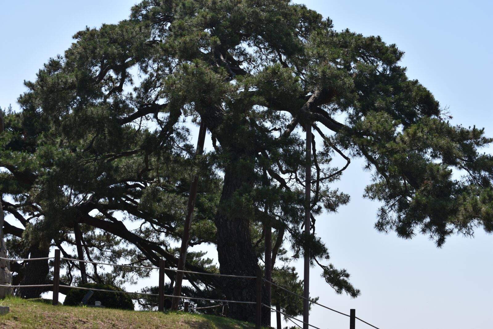 Nikon D7200 sample photo. Ganghwado, ad details, pine photography