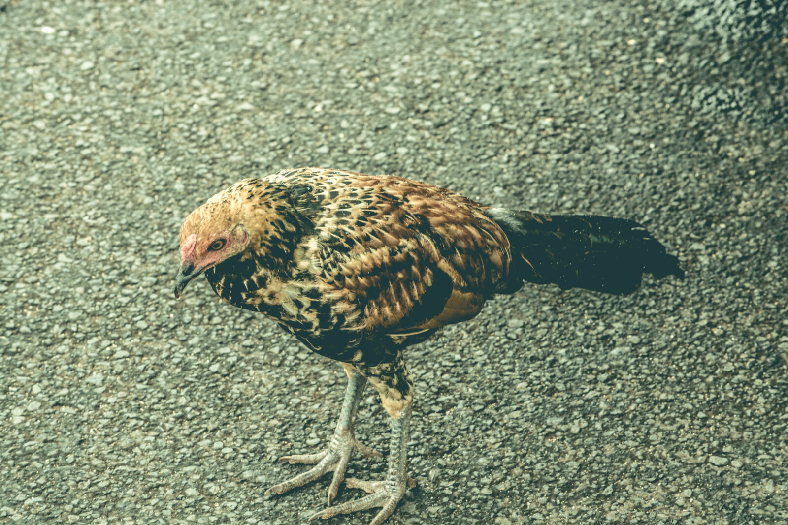 Nikon D5200 sample photo. Animal, animal, photography, avian photography