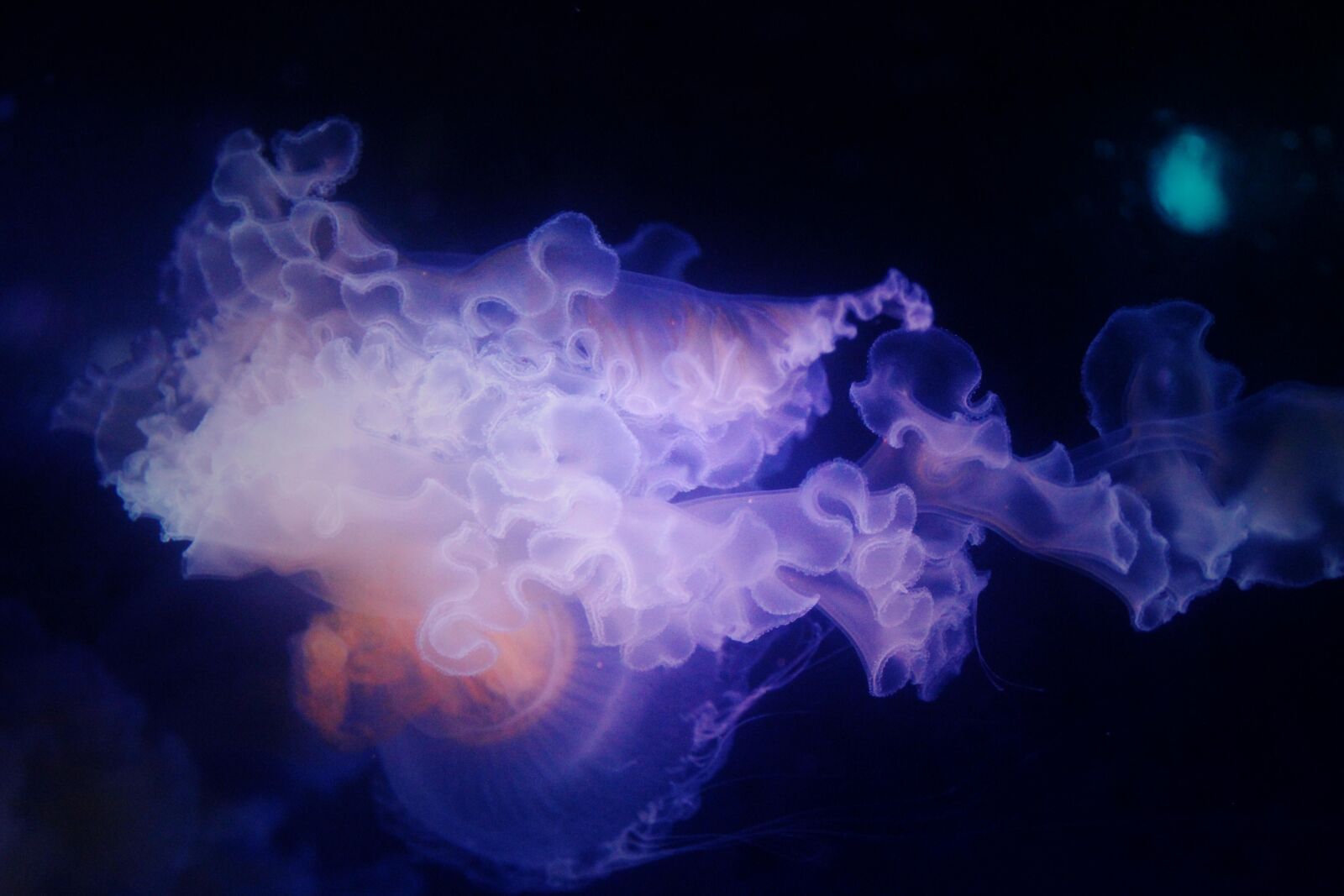 Canon EOS 600D (Rebel EOS T3i / EOS Kiss X5) sample photo. Jellyfish, nature, world photography