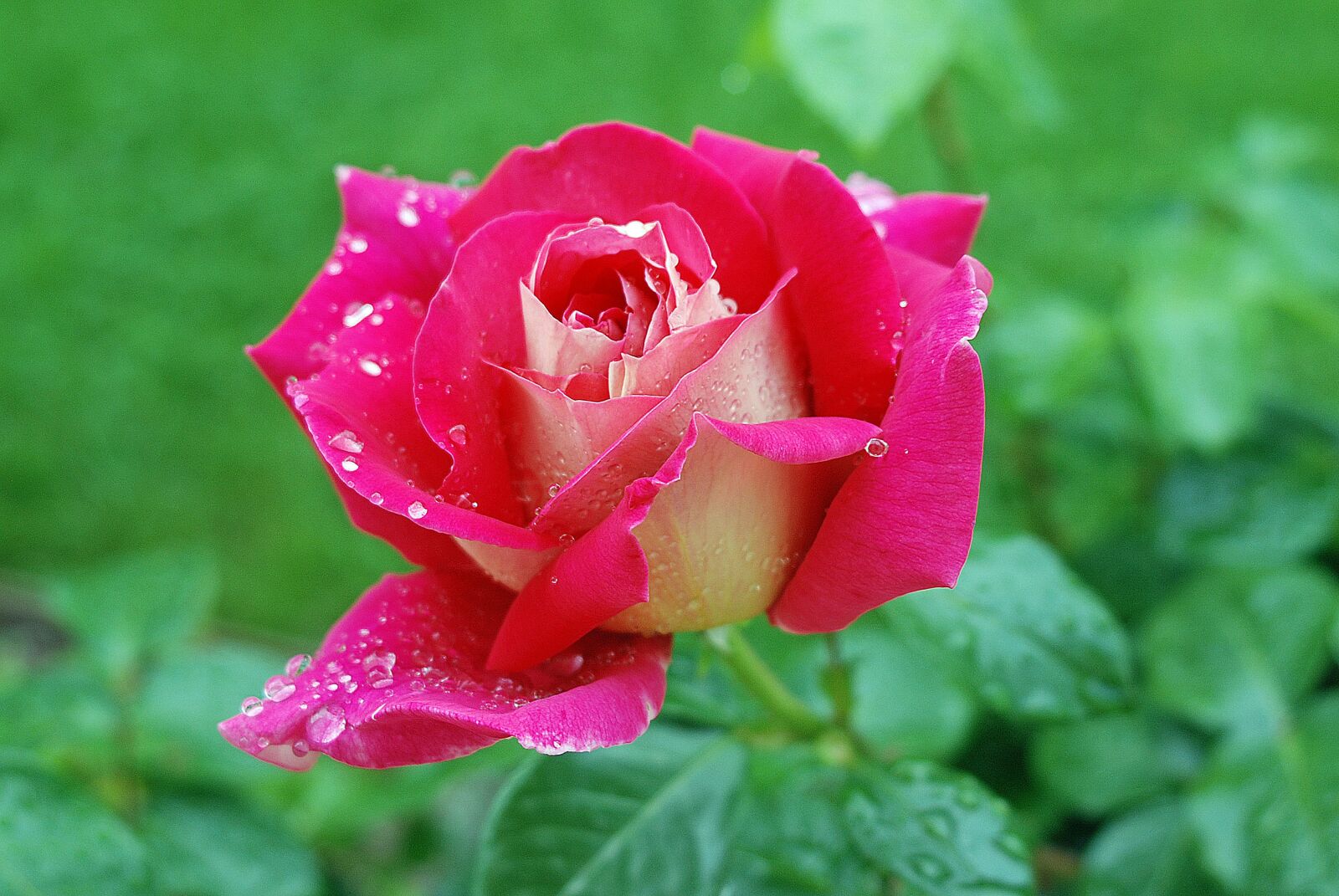Nikon D80 sample photo. Flower, rose, red photography