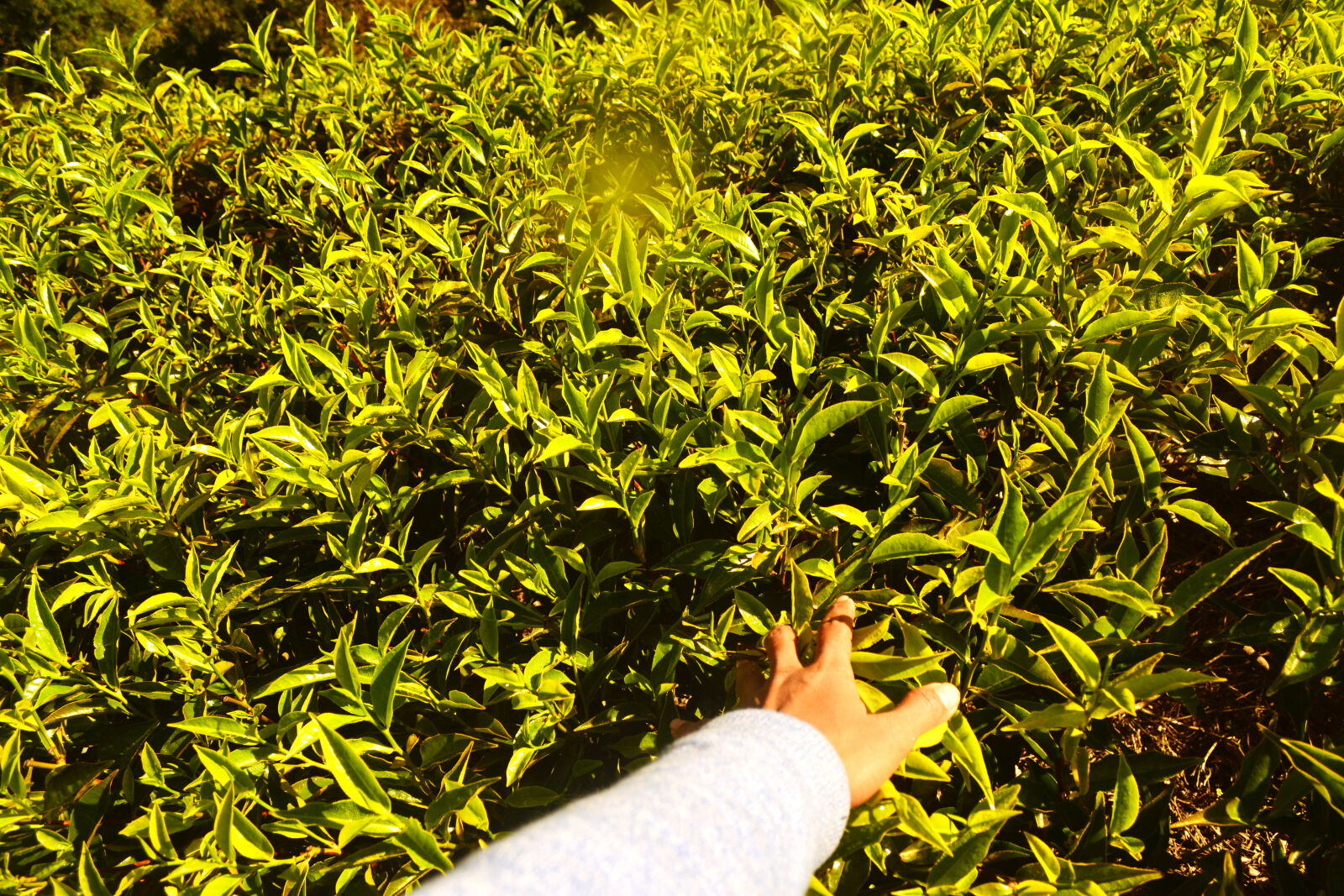 Nikon D5200 sample photo. Green, tea, tea photography
