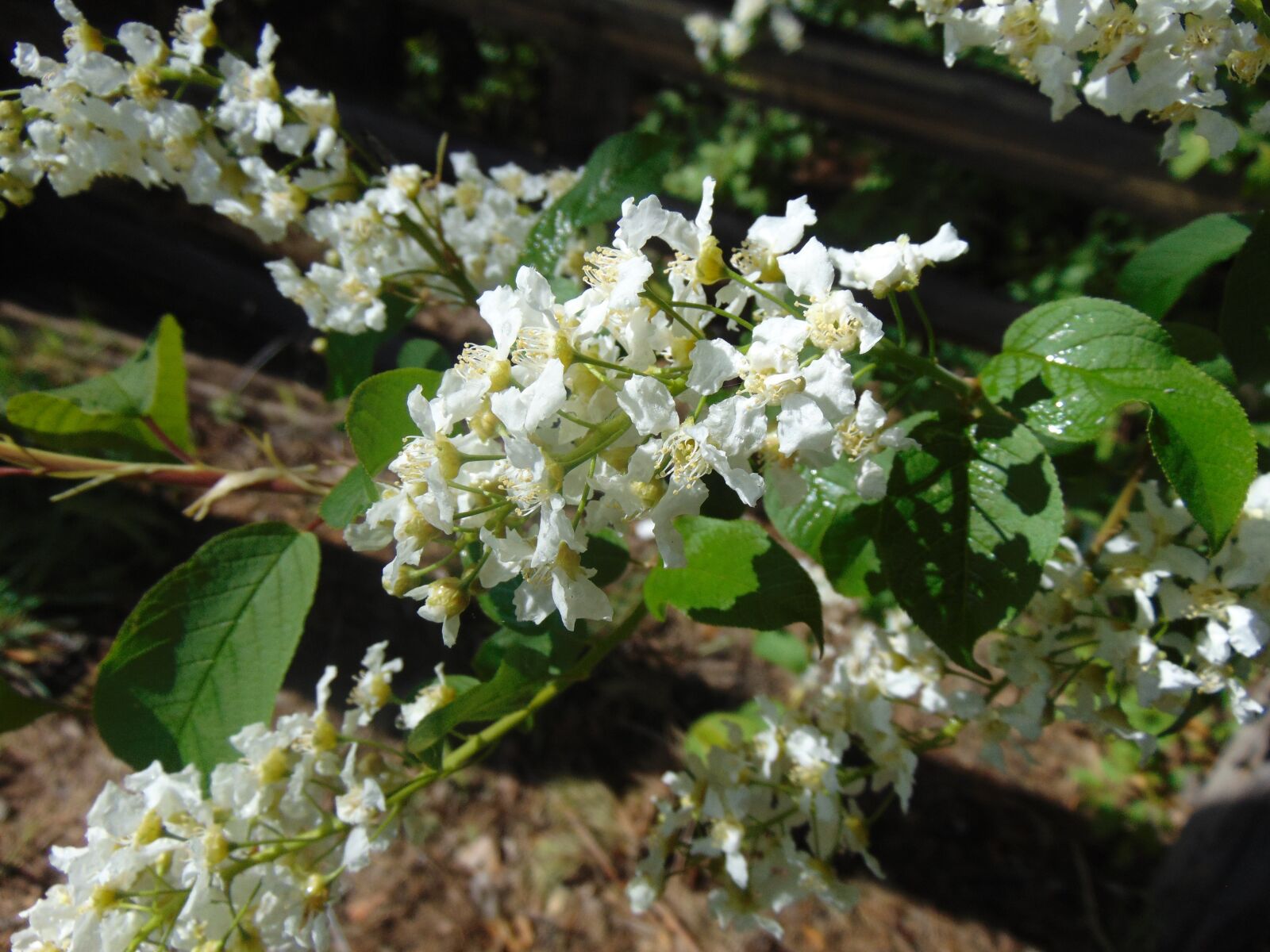 Sony Cyber-shot DSC-H300 sample photo. Flower, flowers, beauty photography
