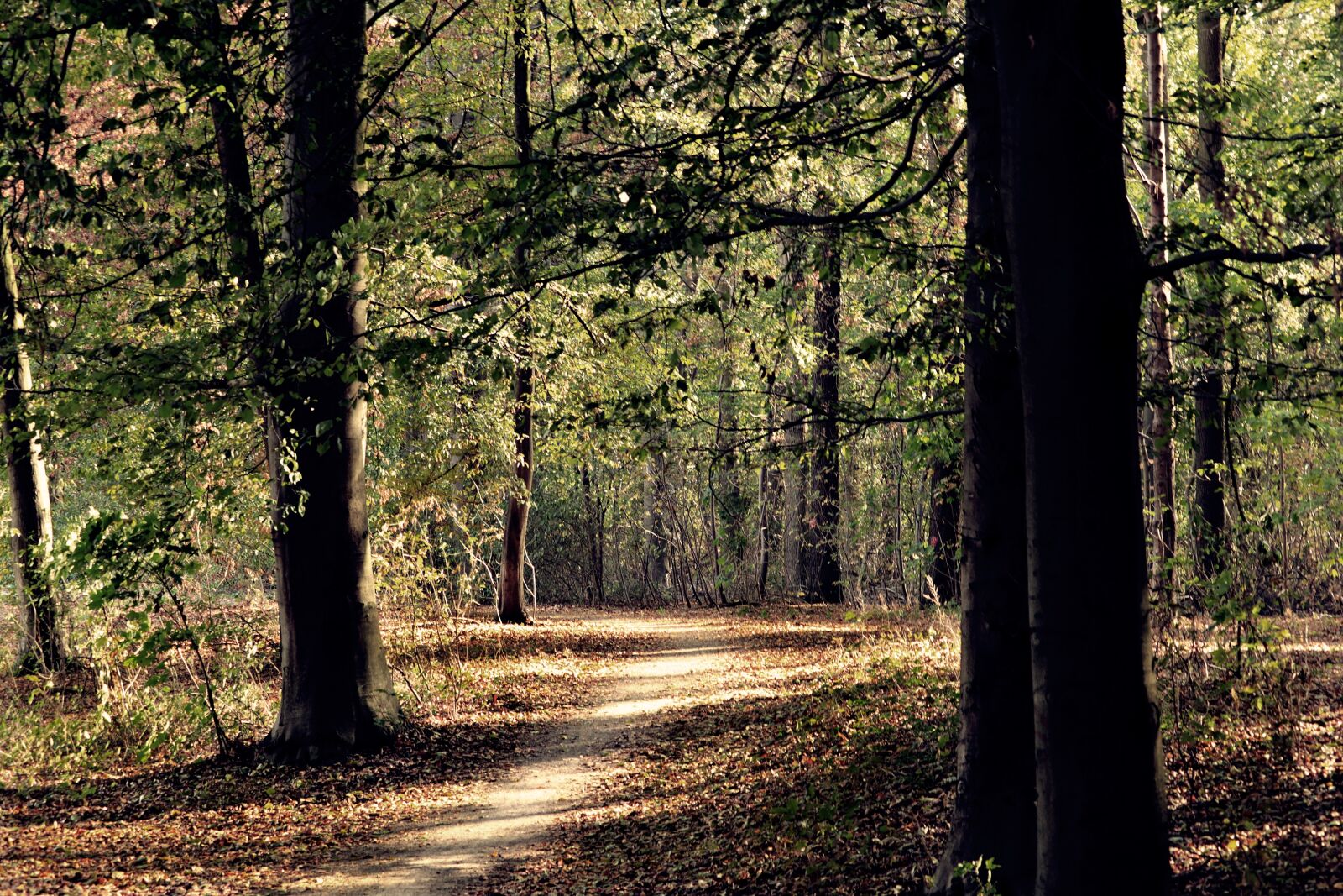 Canon EF-S 55-250mm F4-5.6 IS STM sample photo. Forest, autumn, nature photography