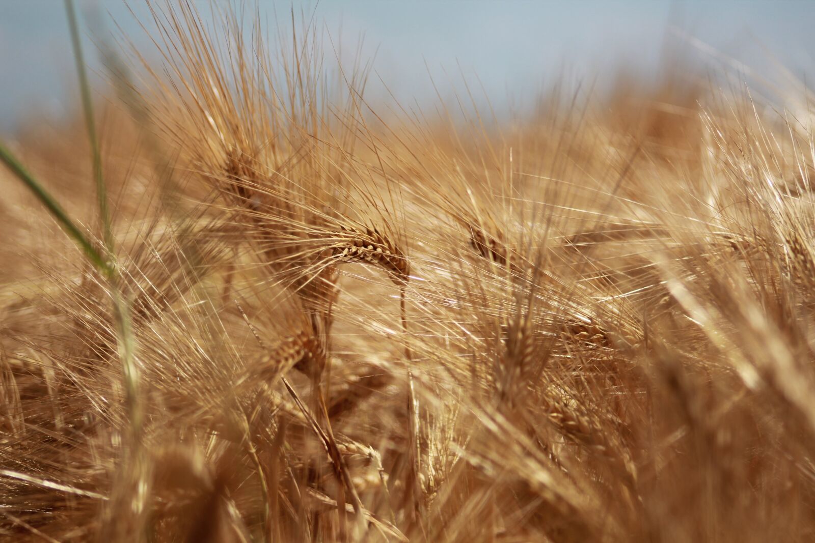Canon EF75-300mm f/4-5.6 sample photo. Summer, ear field, ears photography