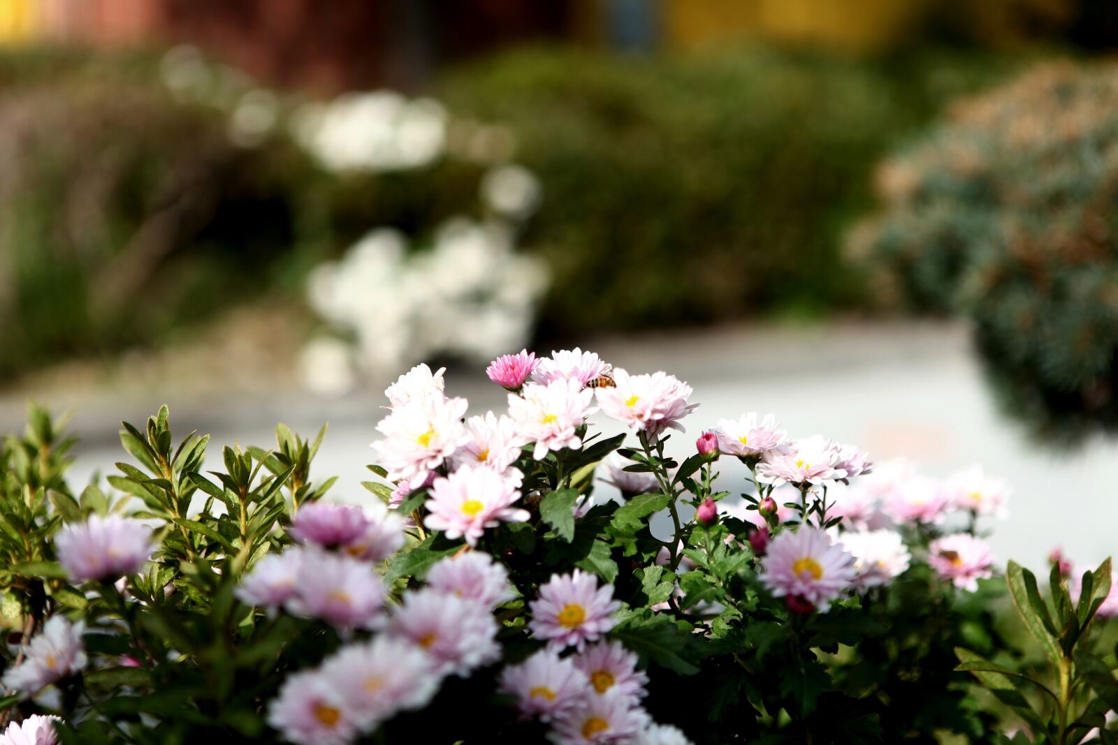Canon EOS 5D Mark II sample photo. Flower, pink, romance photography