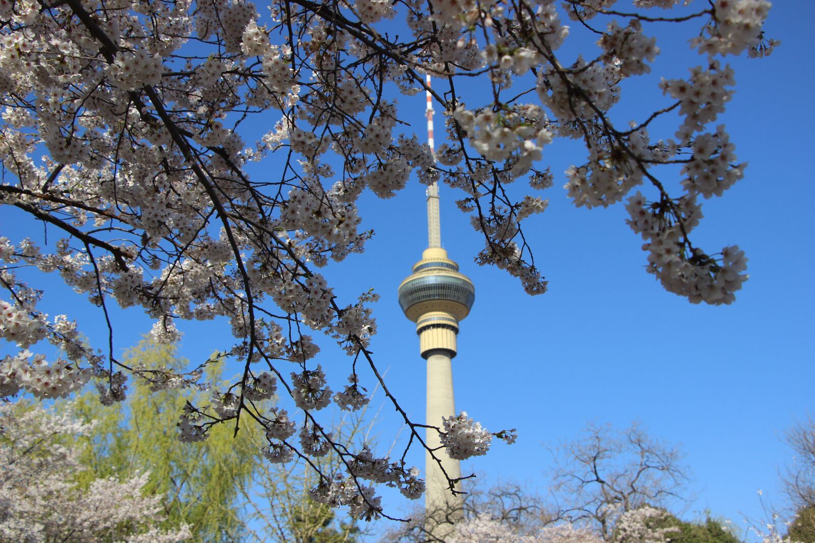 Canon EOS 600D (Rebel EOS T3i / EOS Kiss X5) sample photo. Scene, sakura, flowers cherry photography