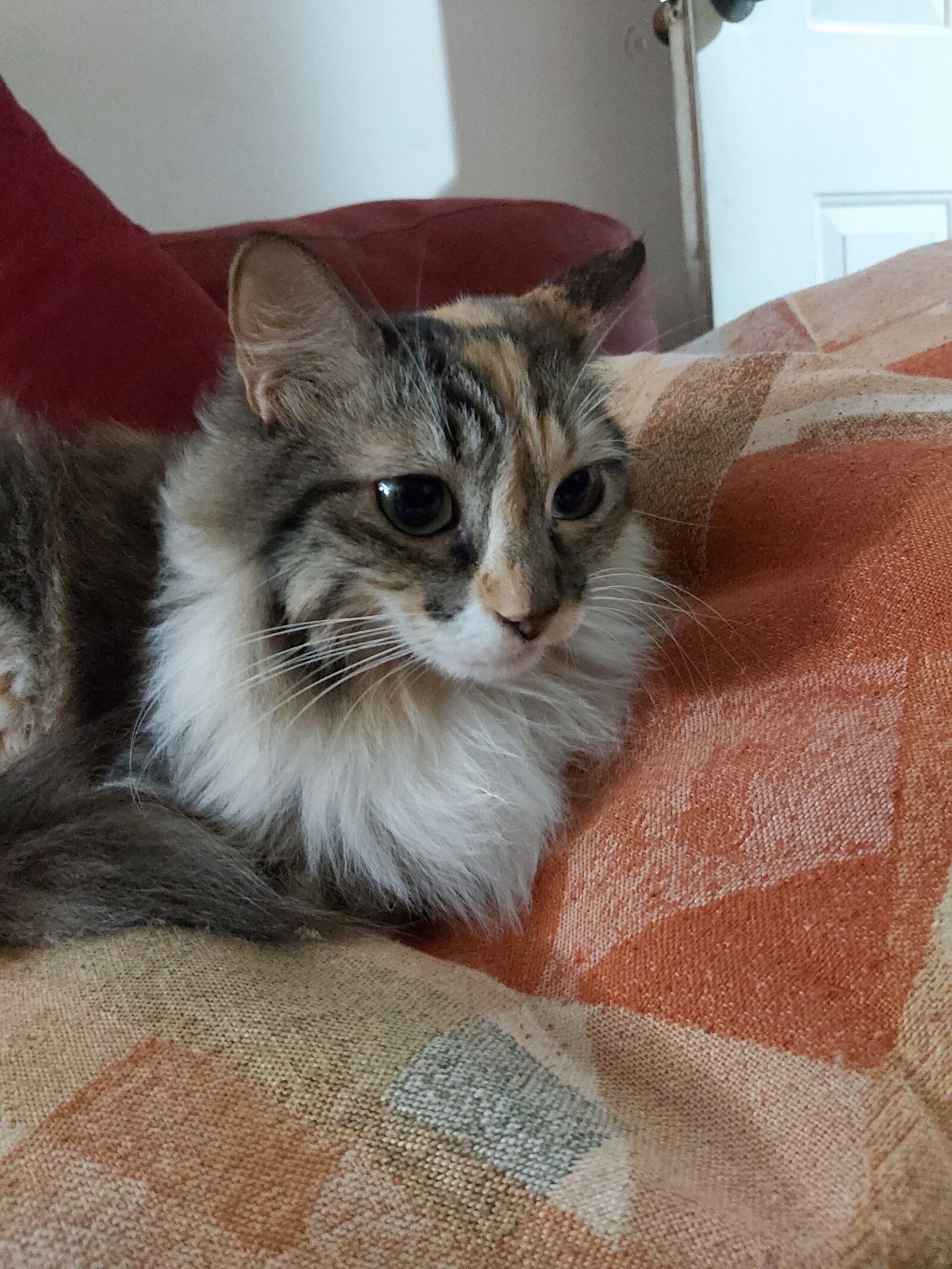 Samsung Galaxy A70 sample photo. Cat, coach, cut photography
