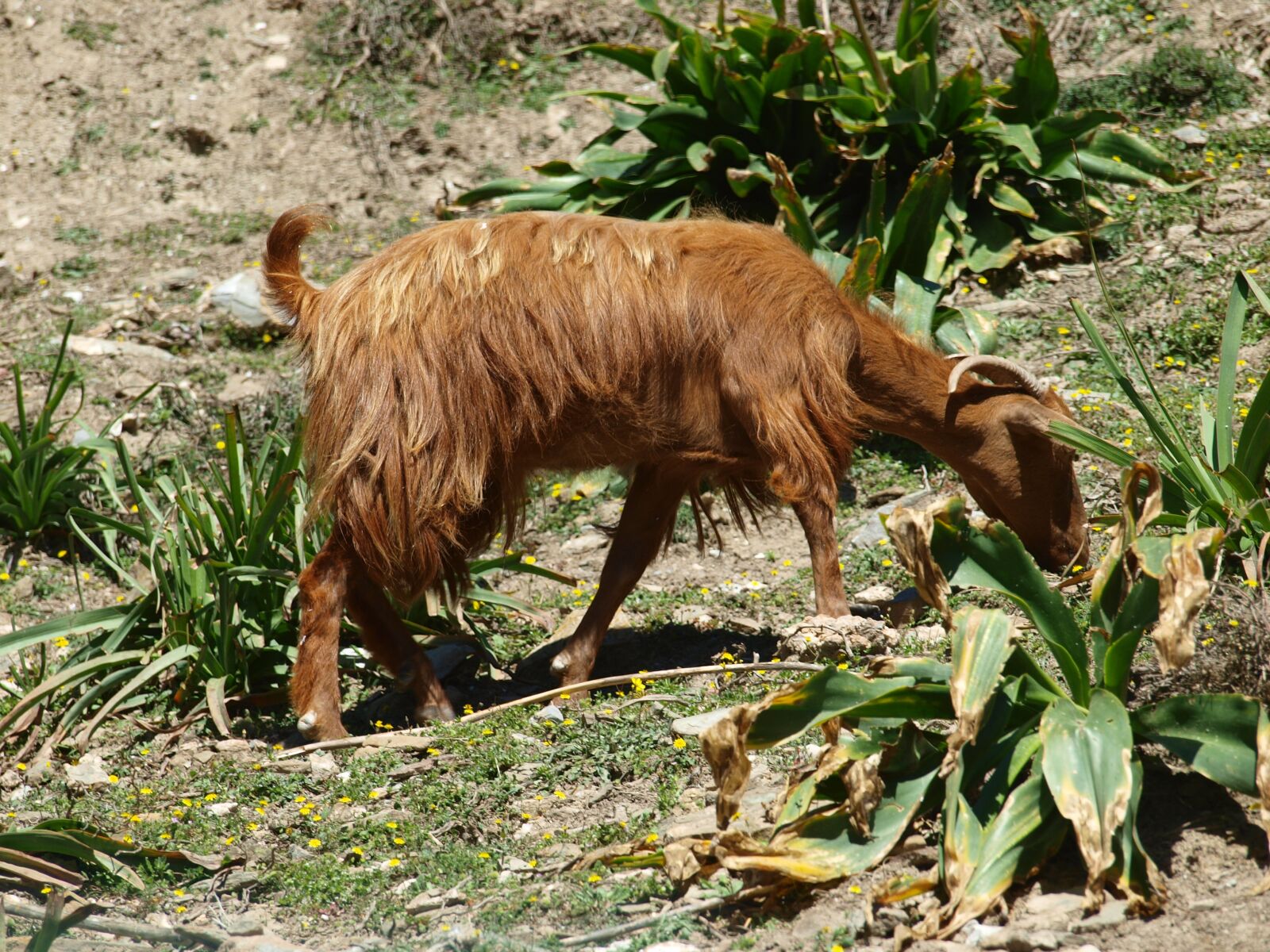 Olympus E-420 (EVOLT E-420) sample photo. Crete, goat, animals photography