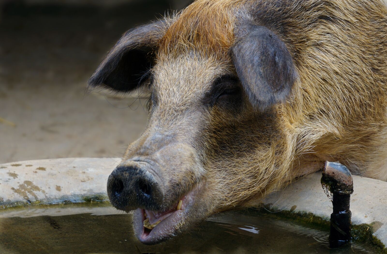 Sony a6000 sample photo. Pig, animal, farm photography