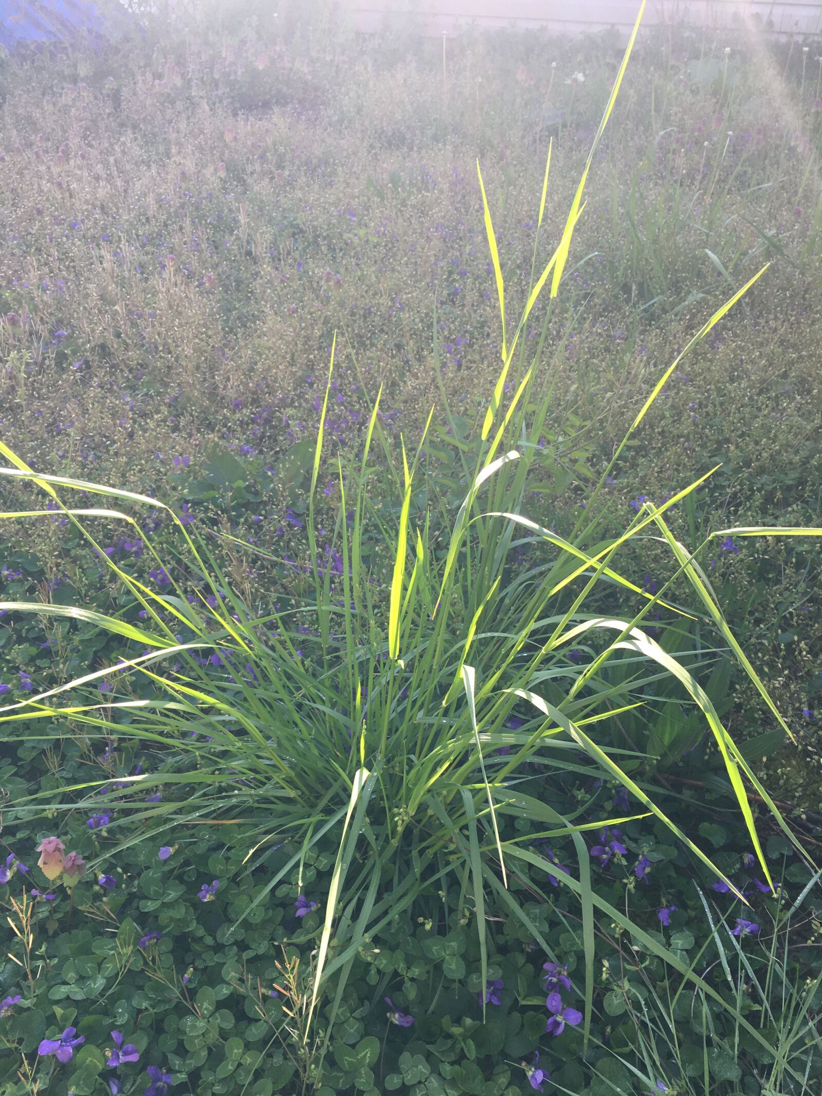 Apple iPhone 6s sample photo. Grass, green, weed photography