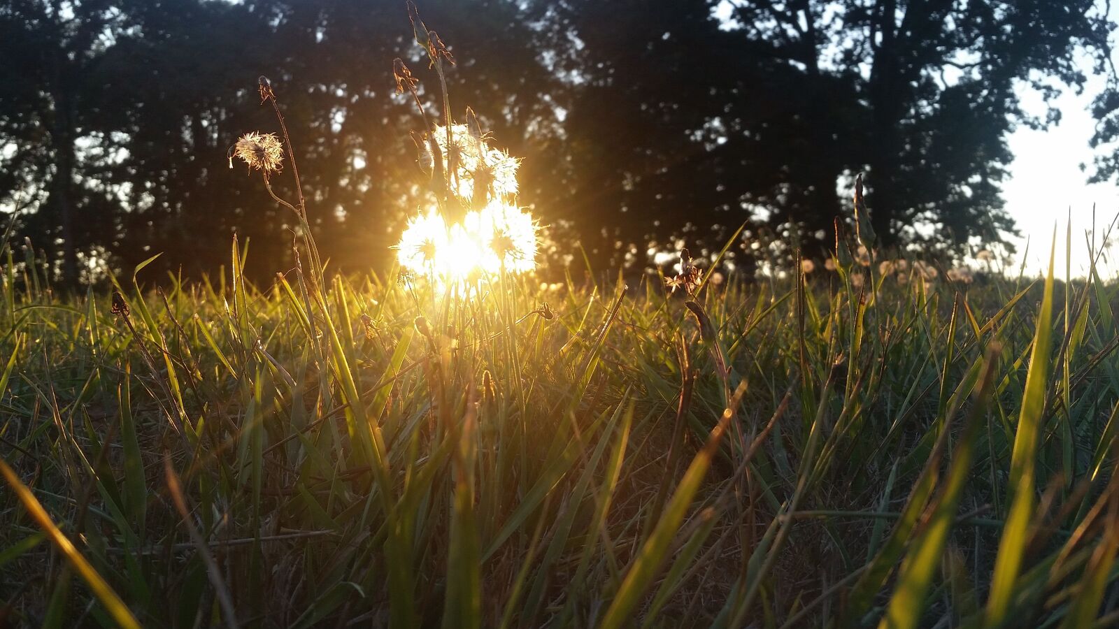 Samsung Galaxy S5 sample photo. Flower, sum, golden photography