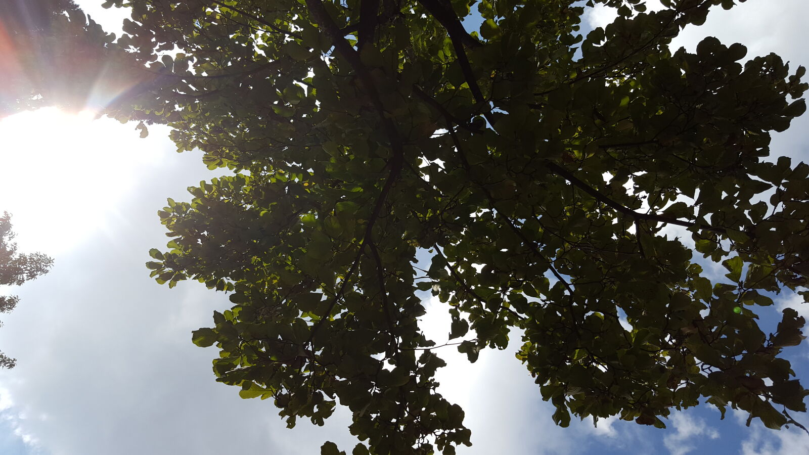 Samsung Galaxy S6 sample photo. Blue, sky, green, sunlight photography