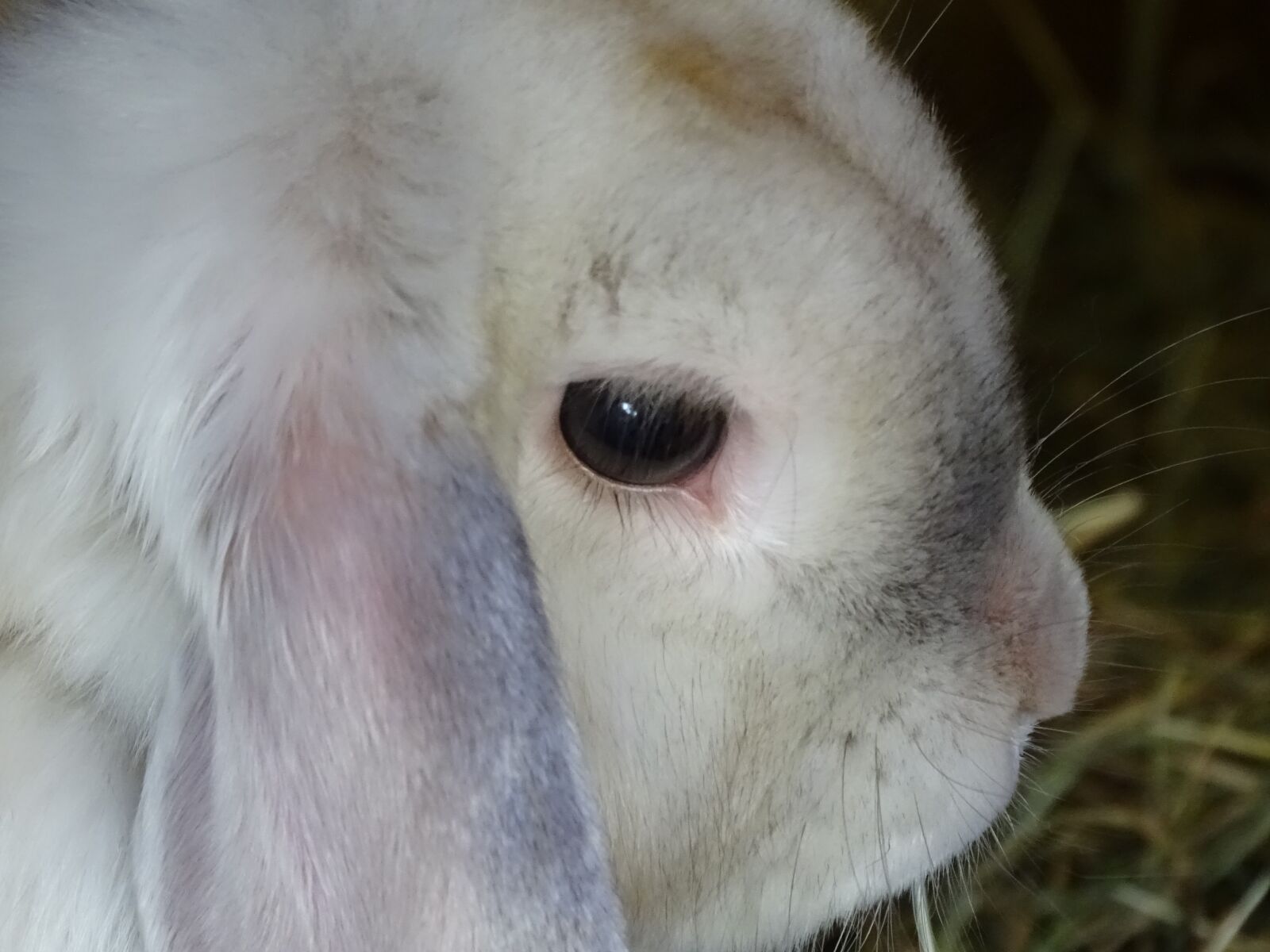 Sony Cyber-shot DSC-HX350 sample photo. Dwarf aries chinchilla-white, hare photography