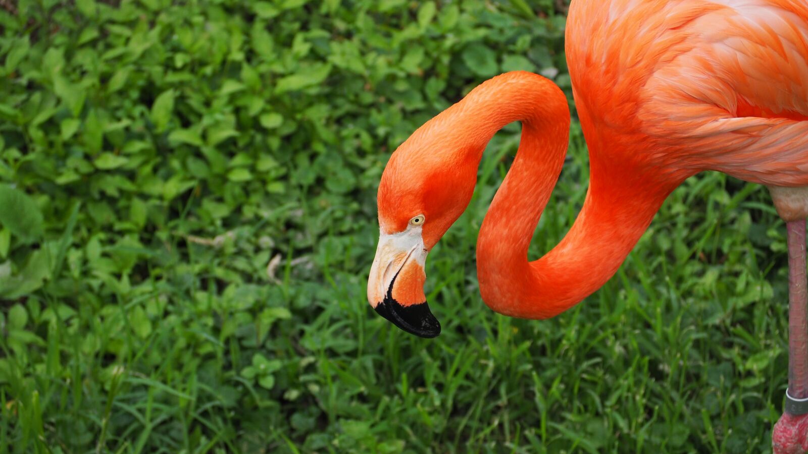 Olympus OM-D E-M10 II sample photo. Flamingo, bird, pink photography