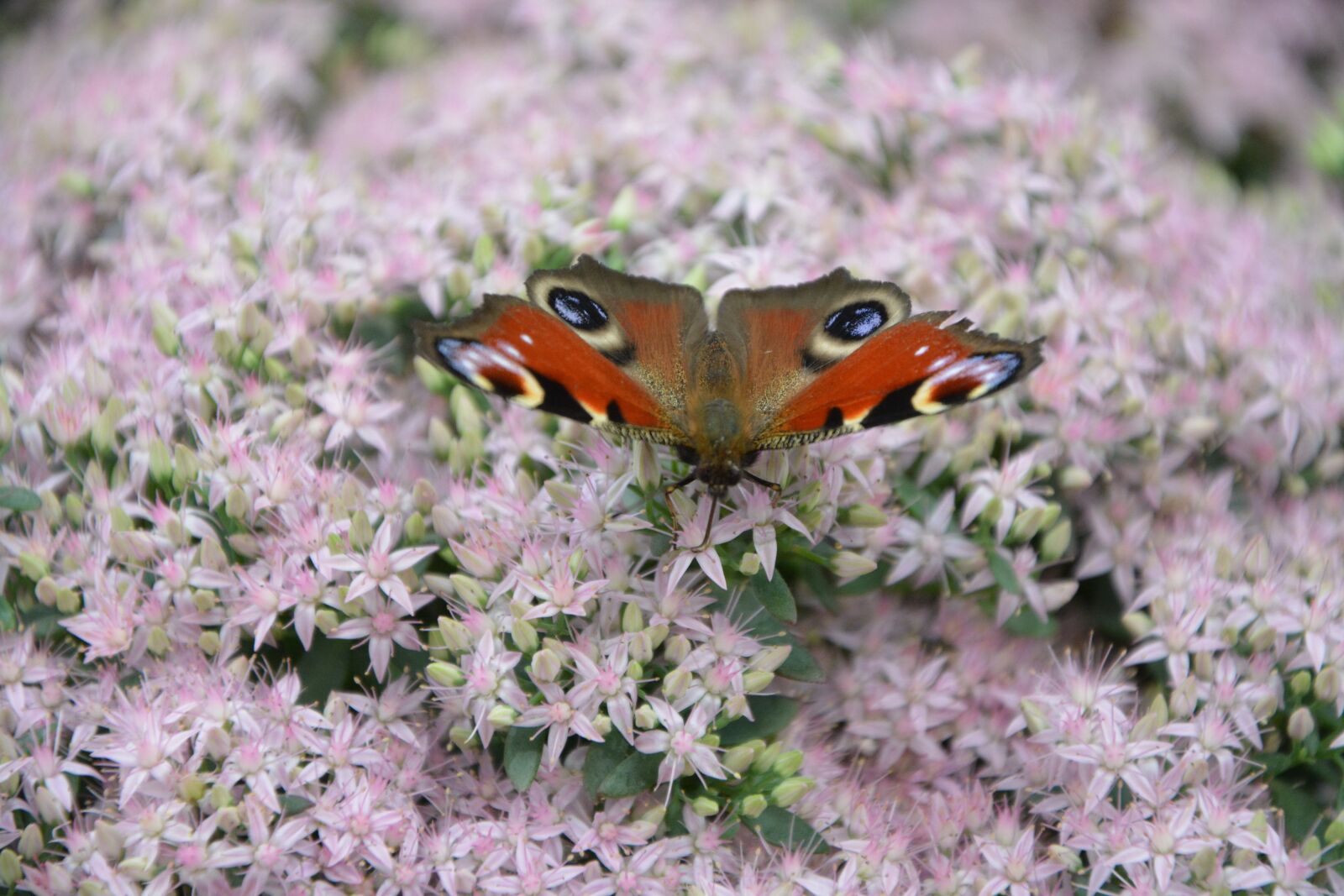 Nikon D5200 sample photo. Butterfly, insect, plant pink photography