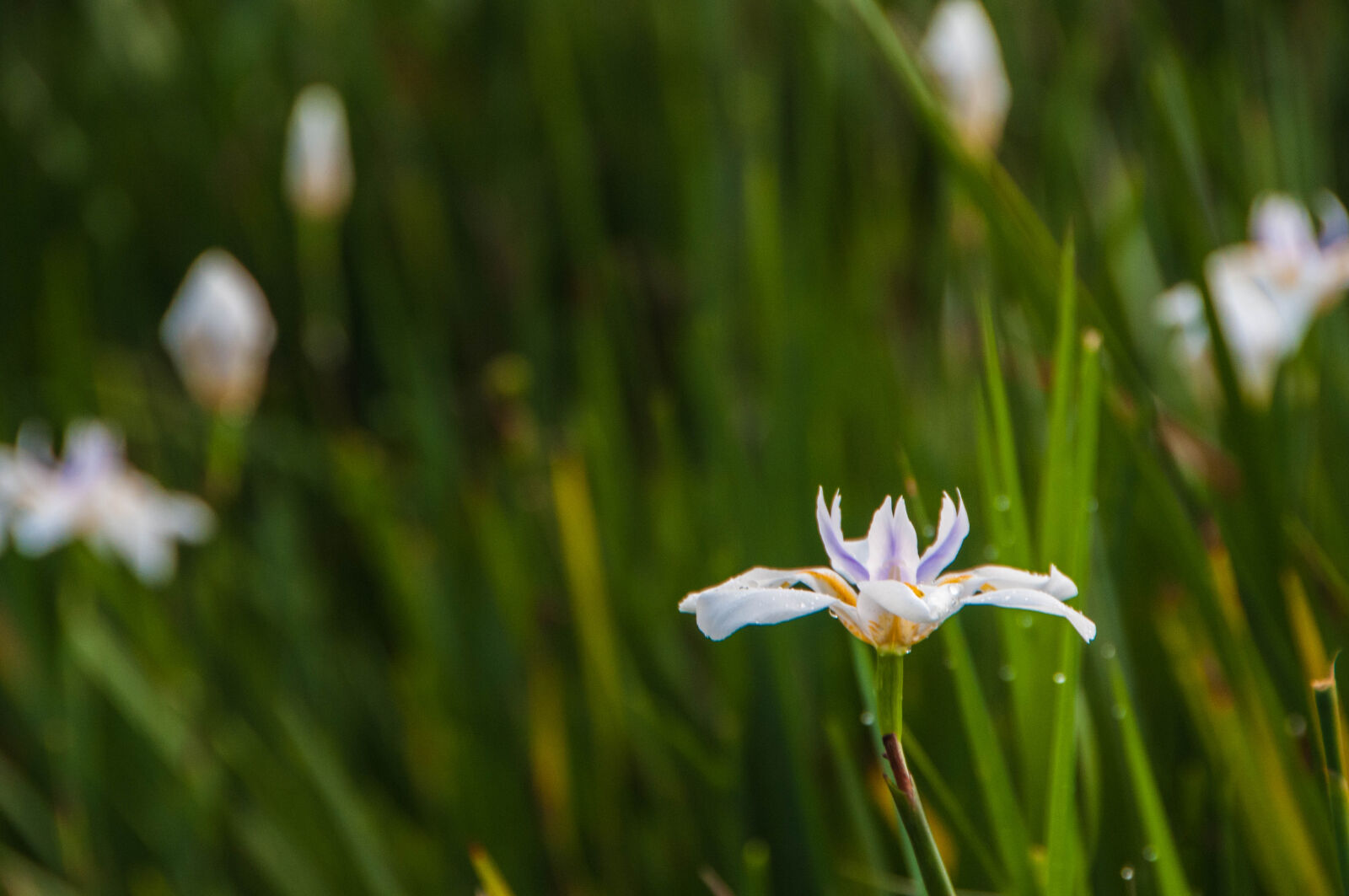 Nikon D300 sample photo. Flowers, nature, white, white photography
