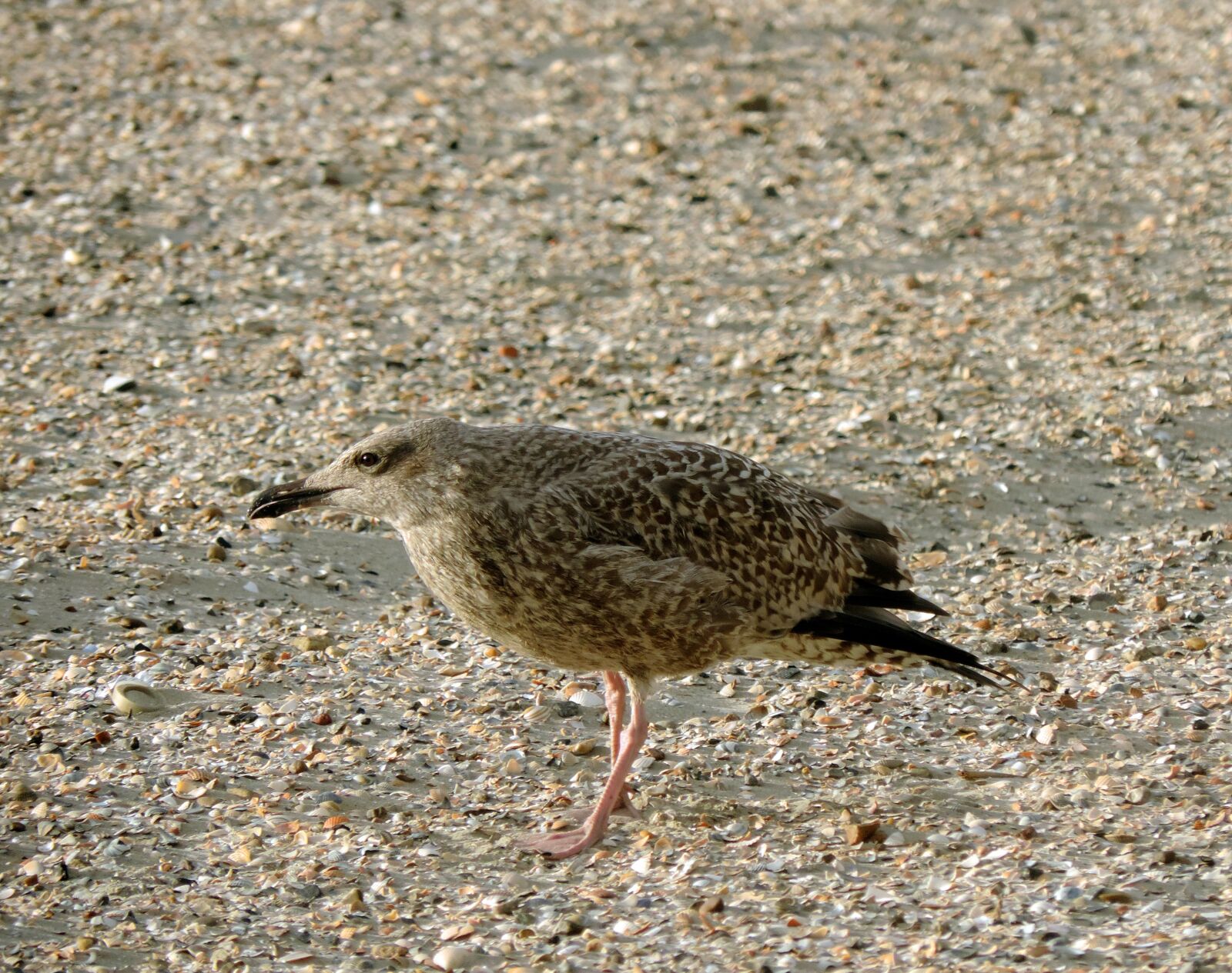 Nikon Coolpix P520 sample photo. Seagull, herring gull, young photography