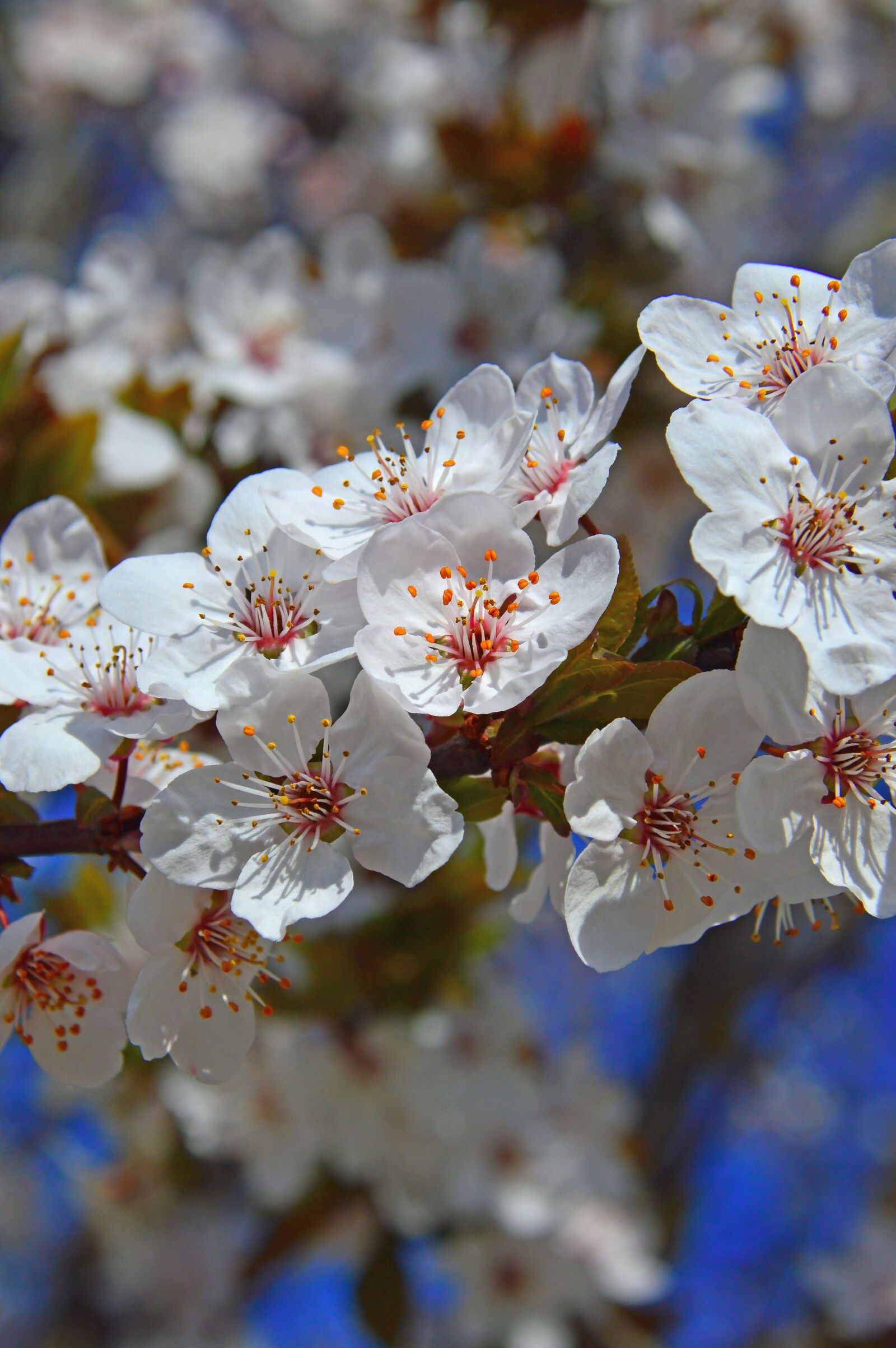 Nikon D3200 sample photo. Flower, nature, cherry photography