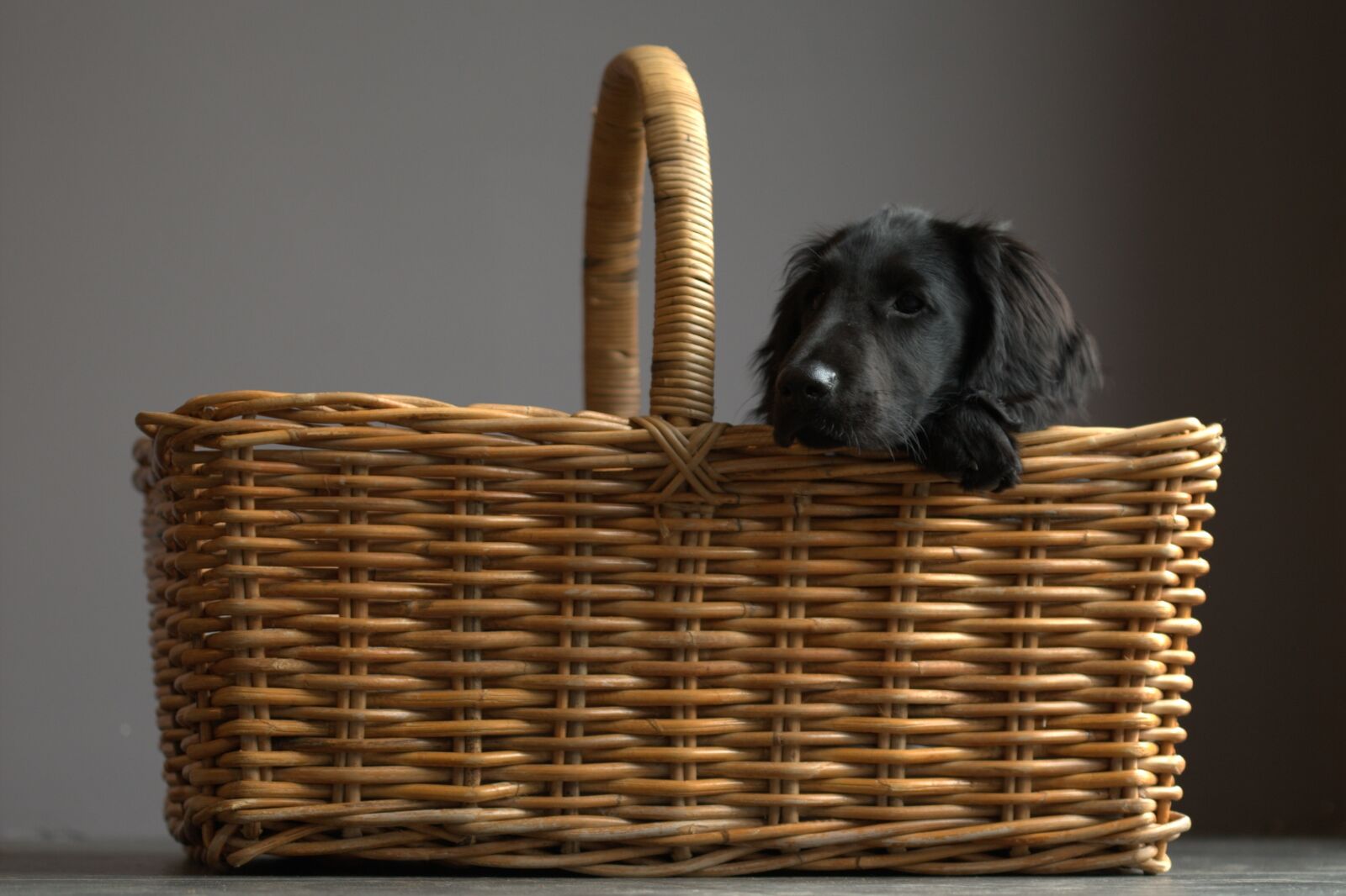 Canon EOS-1D Mark III sample photo. Flatcoated retriever, dog, basket photography