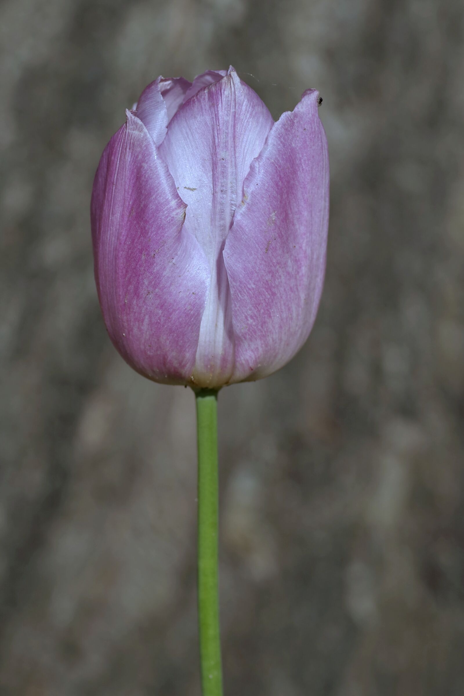 Pentax K-S2 sample photo. Tulip, violet, dark photography