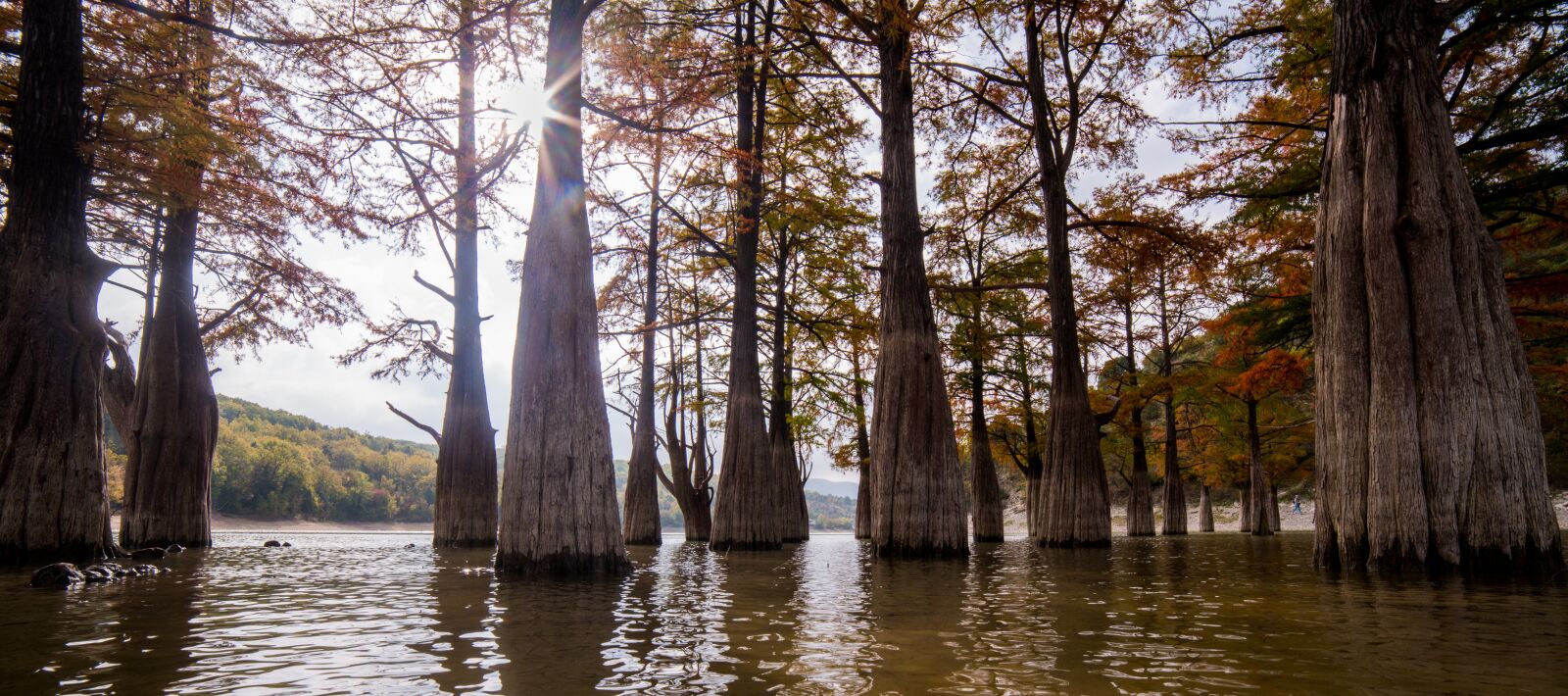 Nikon D800 sample photo. Cypresses, swamp, lake photography