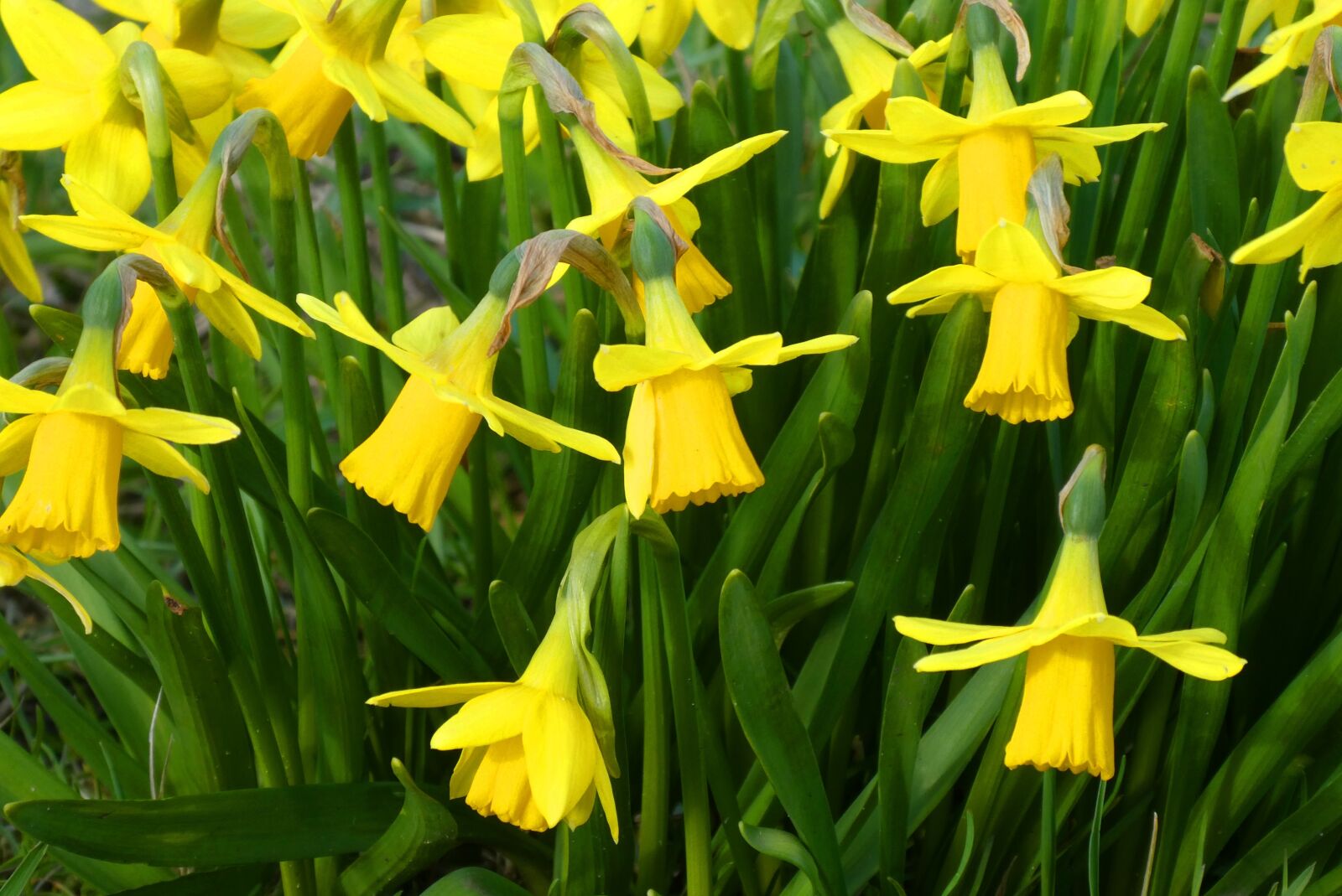 Panasonic Lumix DC-ZS70 (Lumix DC-TZ90) sample photo. Narcissus, flower, bloom photography