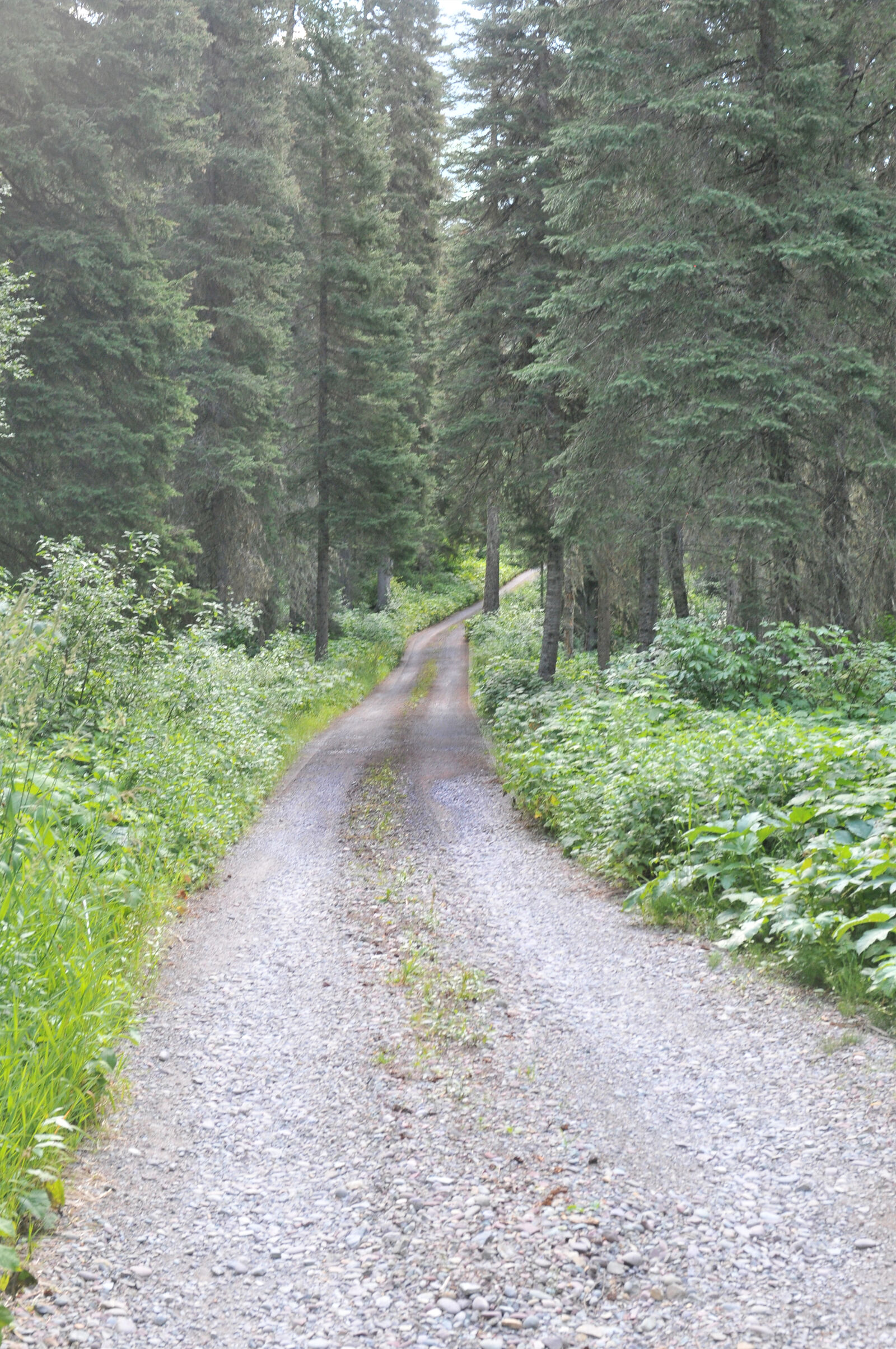 Nikon D300 sample photo. Dirt, road, forest, road photography
