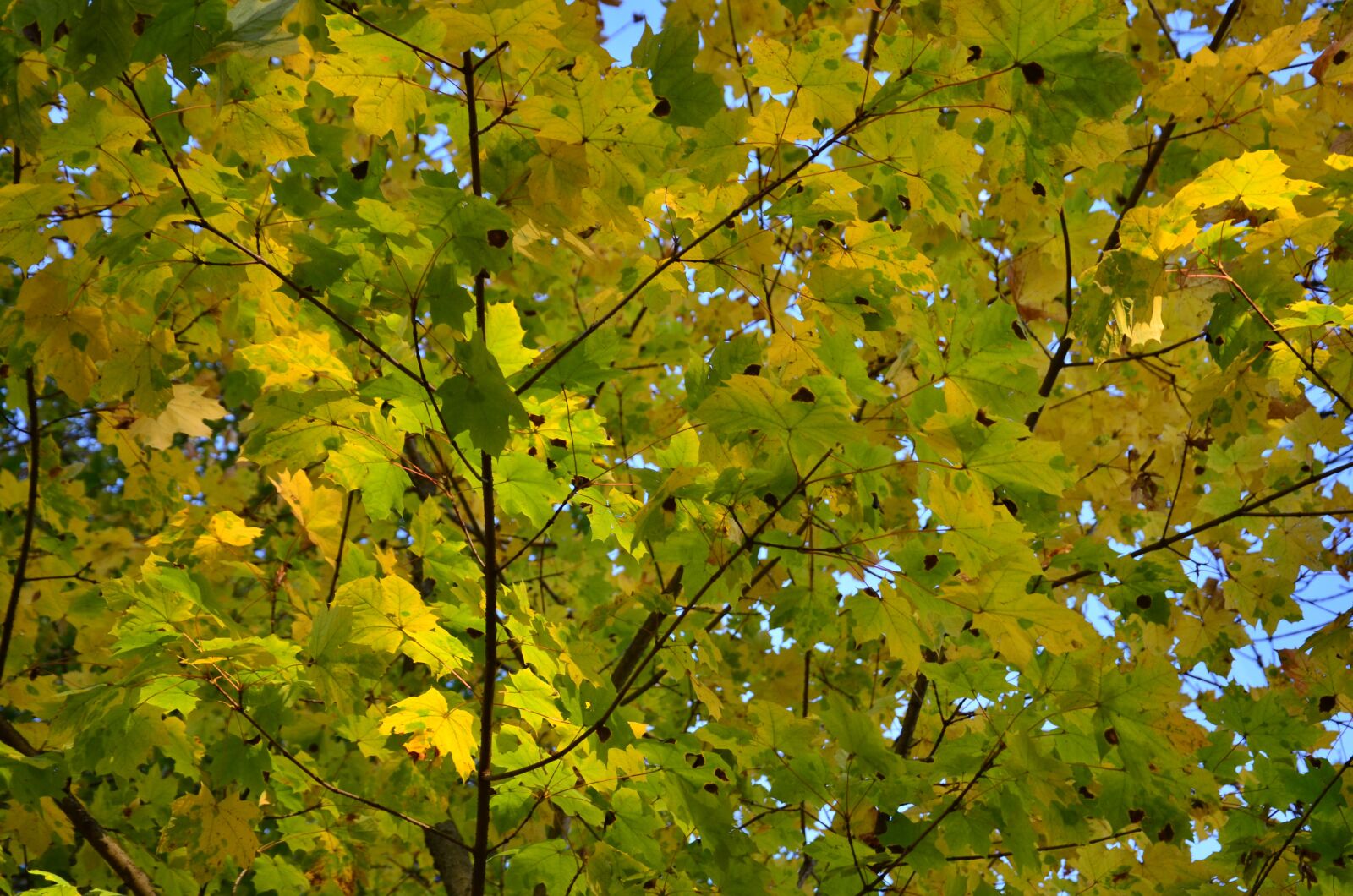 Nikon D5100 sample photo. Case, yellow, green photography