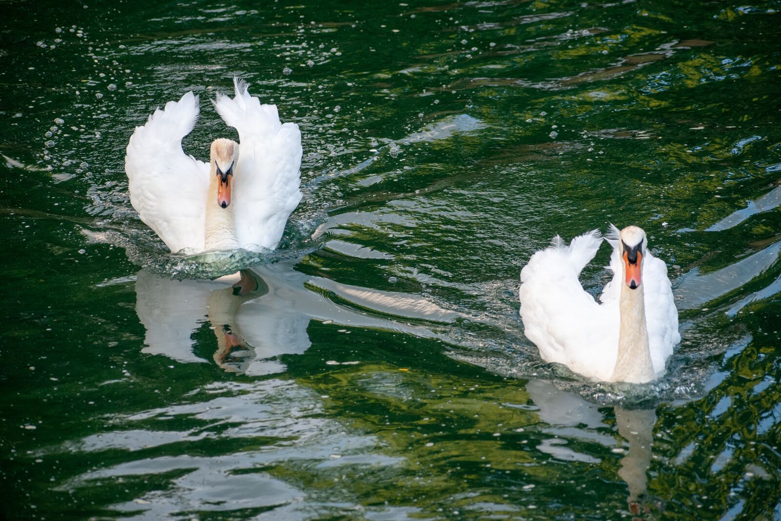 Nikon D3500 sample photo. Swan, mute swan, white photography