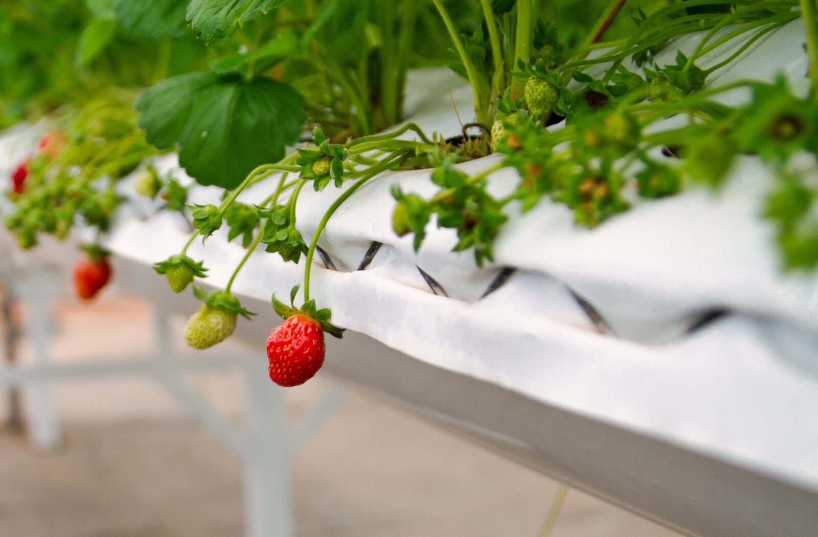 Canon EOS 7D sample photo. Strawberries, greenhouses, agriculture photography