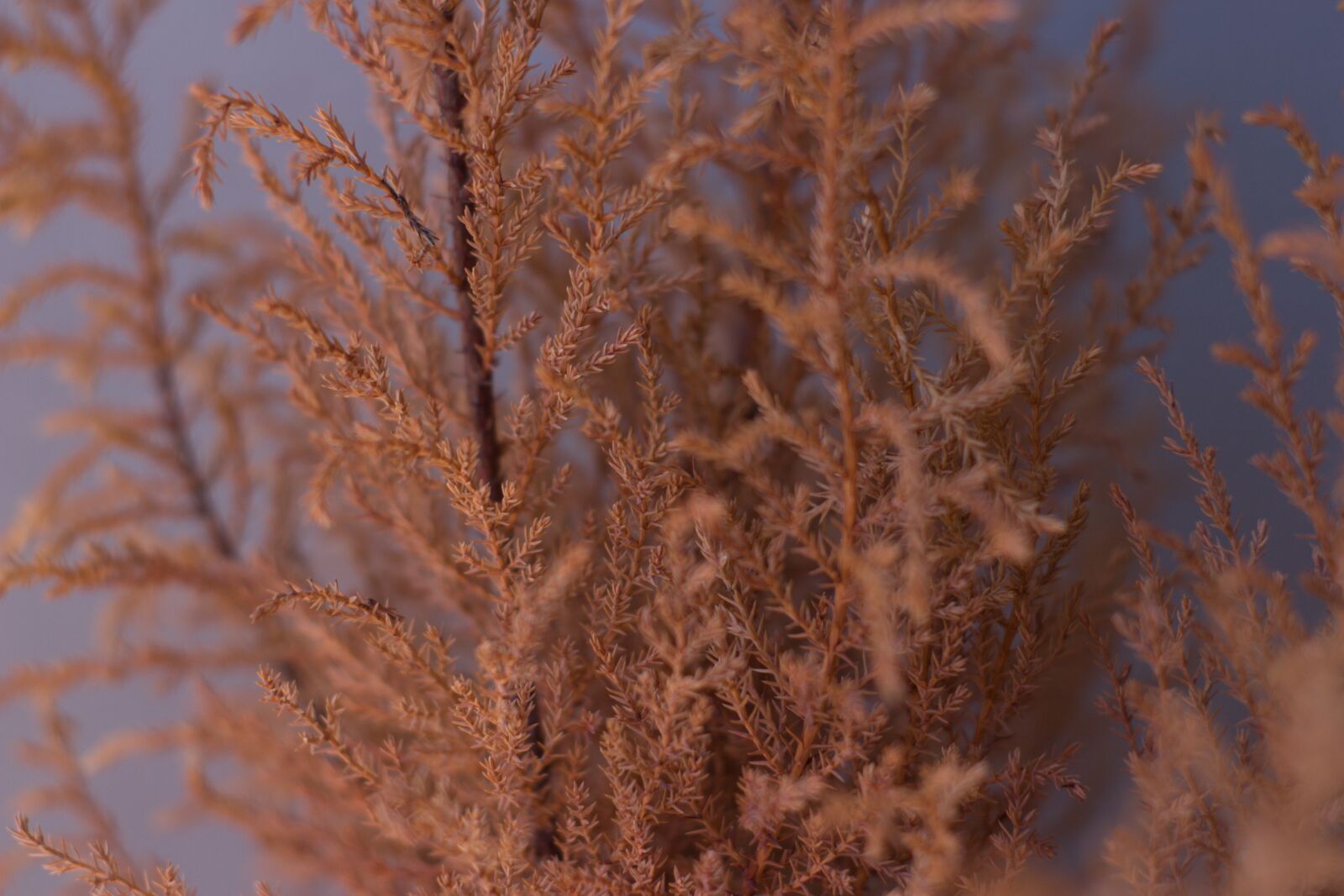 Canon EOS 650D (EOS Rebel T4i / EOS Kiss X6i) sample photo. Plant, nature, dry photography