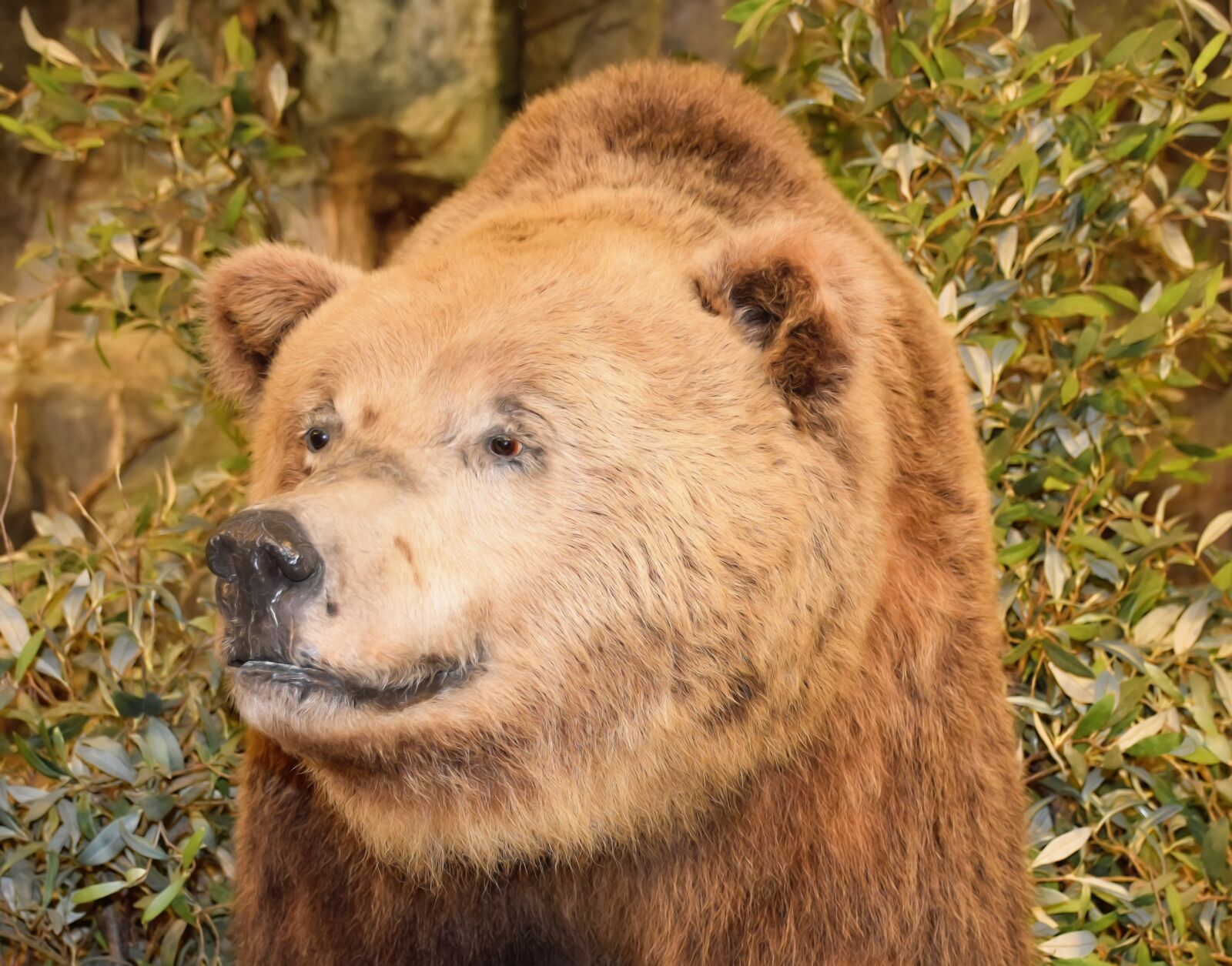 Nikon D5500 sample photo. Bear, wildlife, nature photography