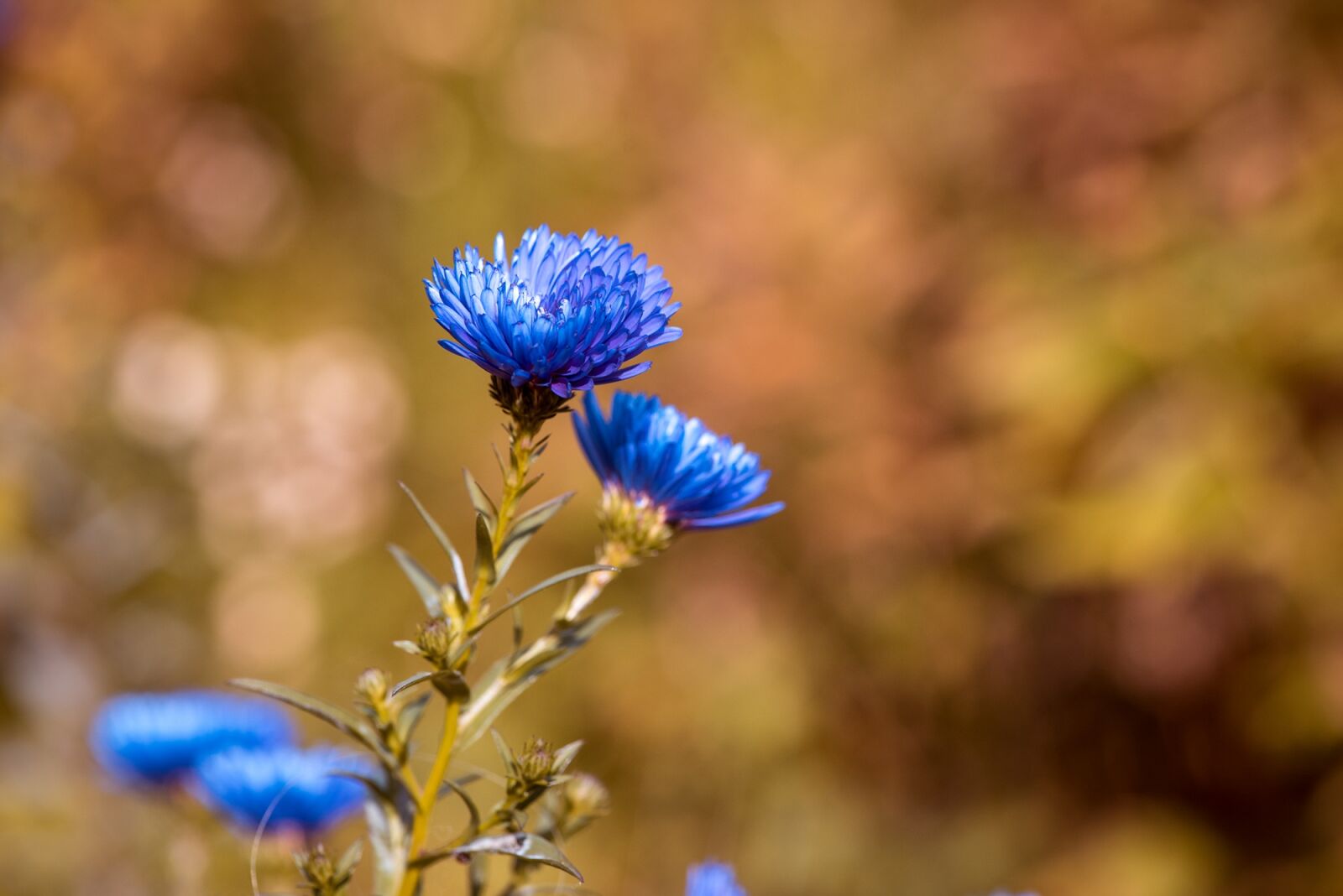 Nikon D750 sample photo. Asters, herbstastern, fall asters photography