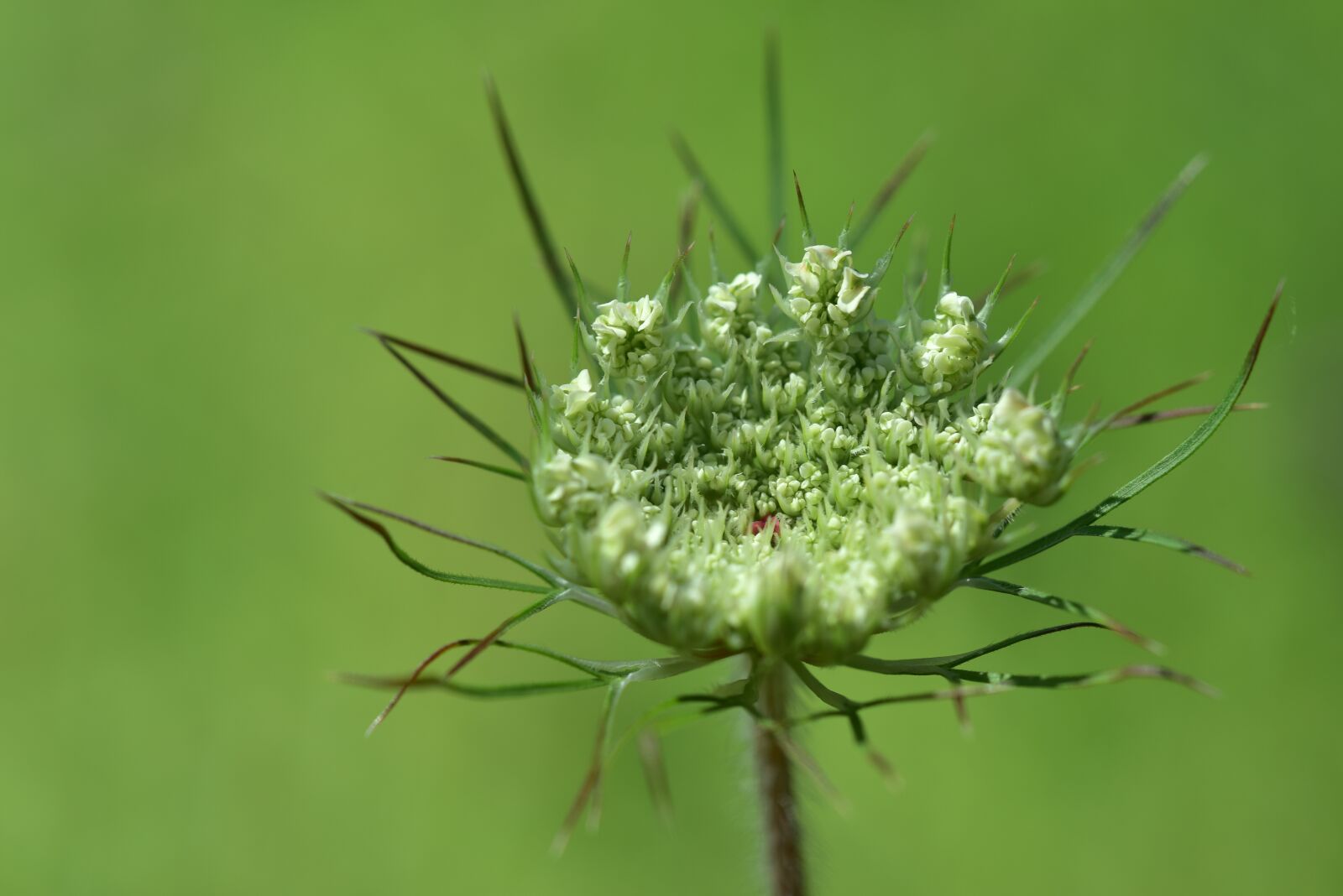 Nikon D750 sample photo. Chervil, white, doldengewaechs photography