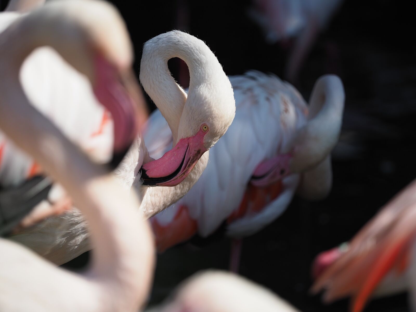 Olympus OM-D E-M1 Mark II + Olympus M.Zuiko Digital ED 40-150mm F2.8 Pro sample photo. Bird, flamingo, whites photography