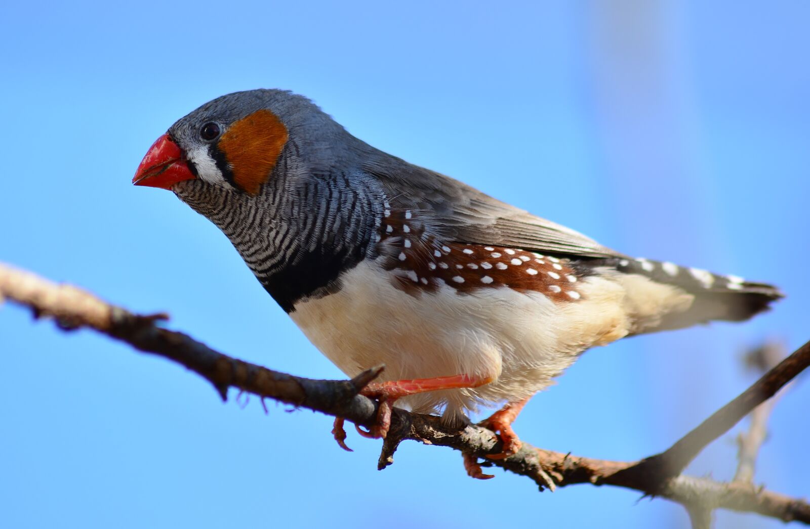 Nikon D5200 sample photo. Bird, zebra finch, close photography