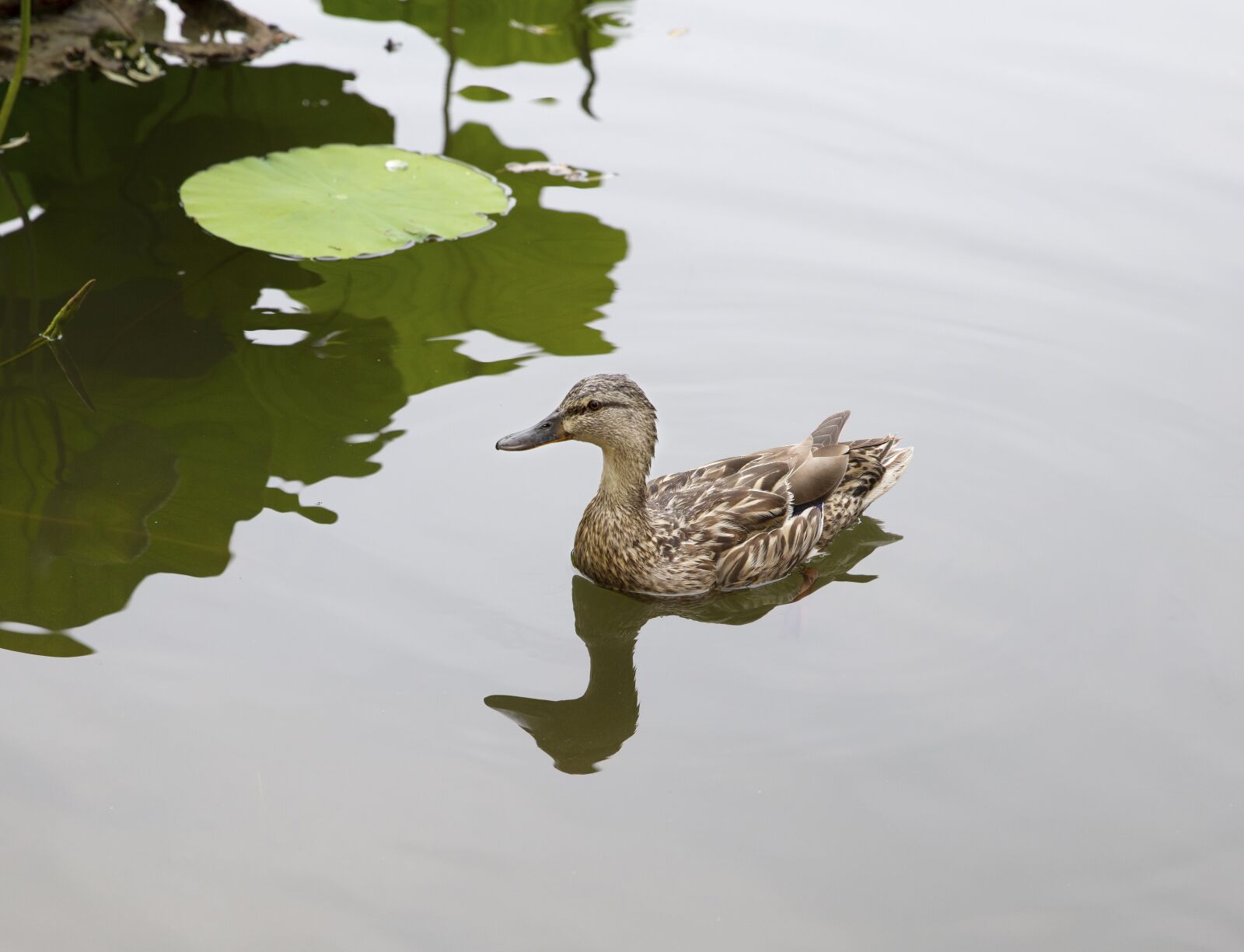 Canon EOS 5DS R sample photo. Lake, duck, swimming photography