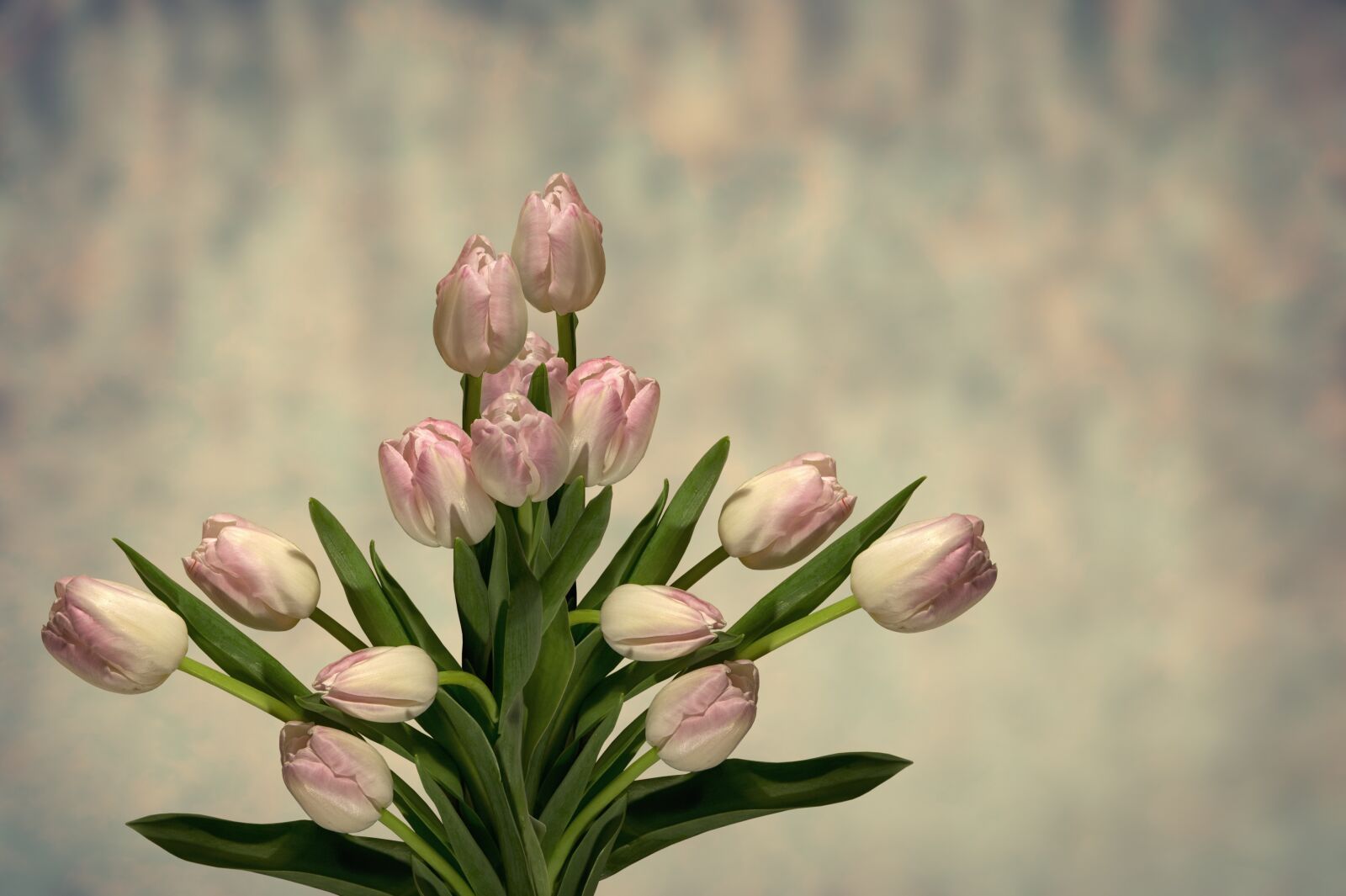 Nikon D700 sample photo. Tulip, flower, nature photography