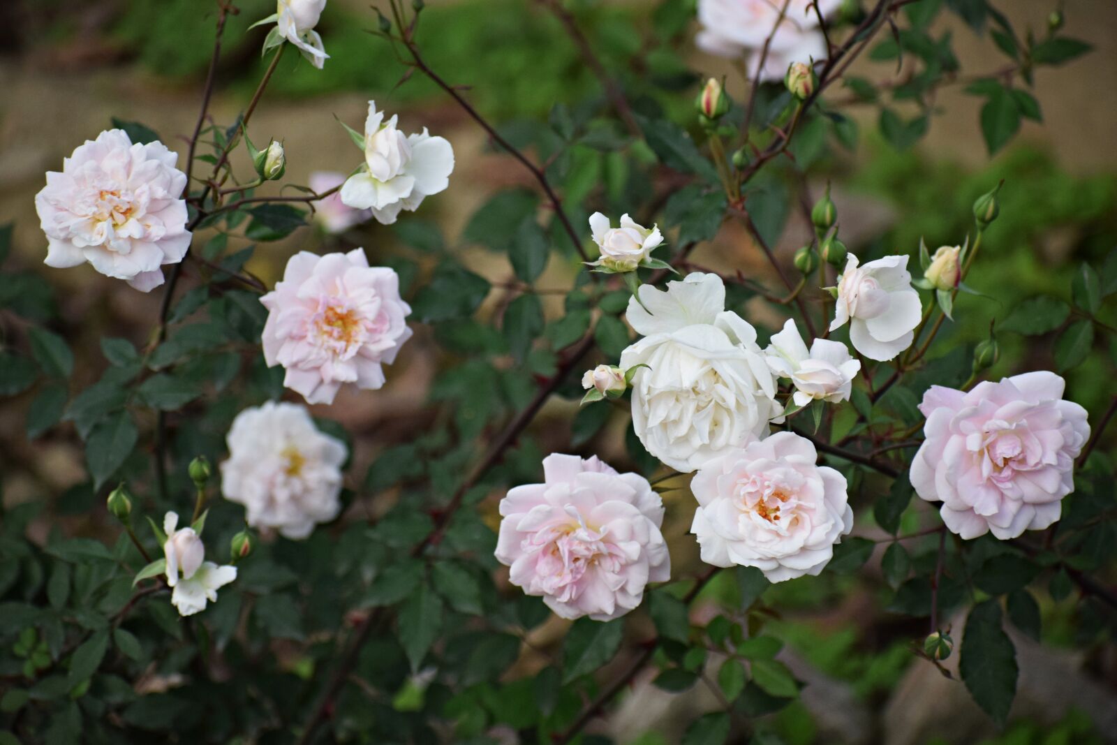 Nikon D3300 sample photo. Roses, flowers, nature photography