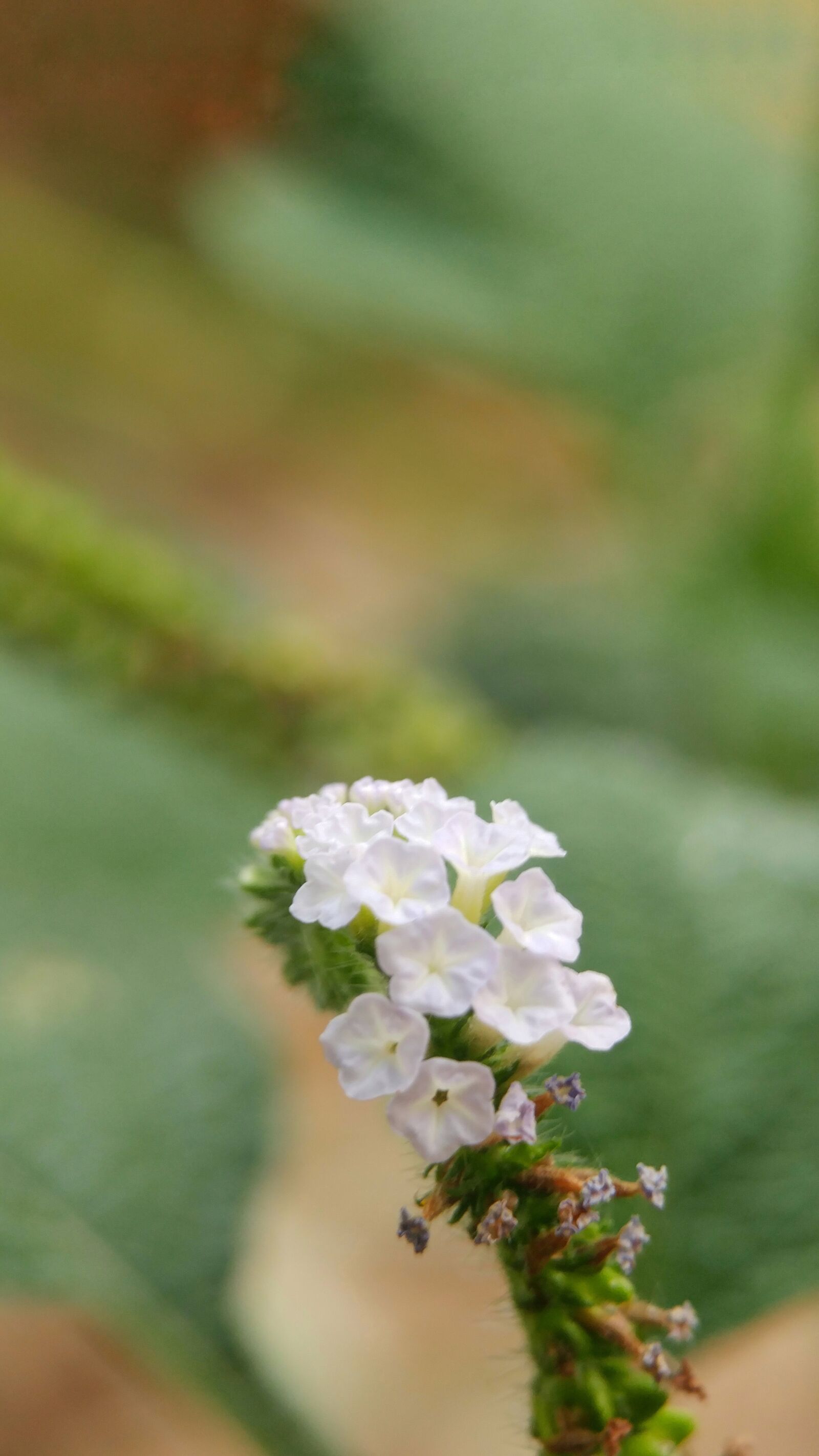 LG G5 sample photo. Flower, green, macro photography