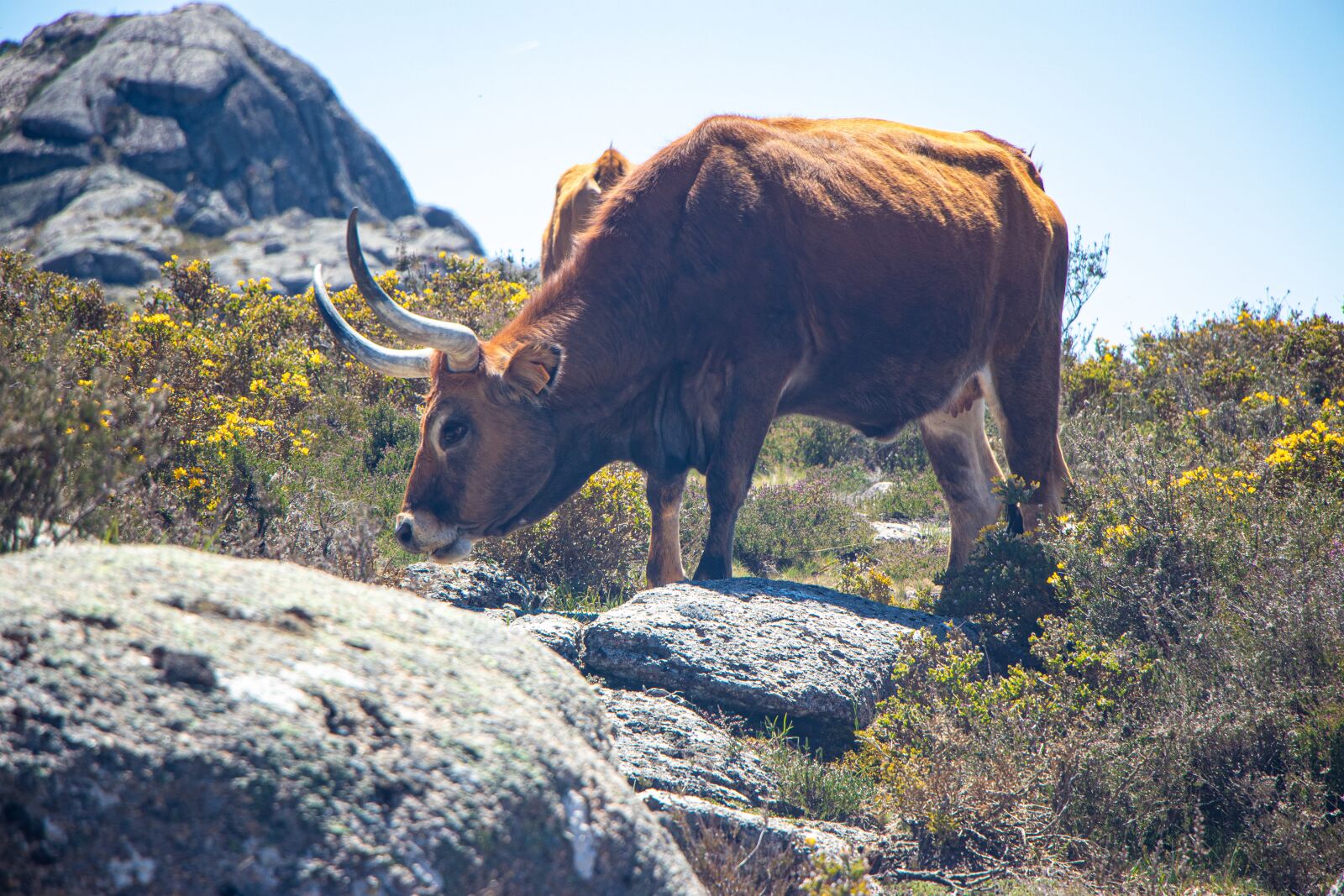 Canon EOS 80D sample photo. Portugal, as, beef photography